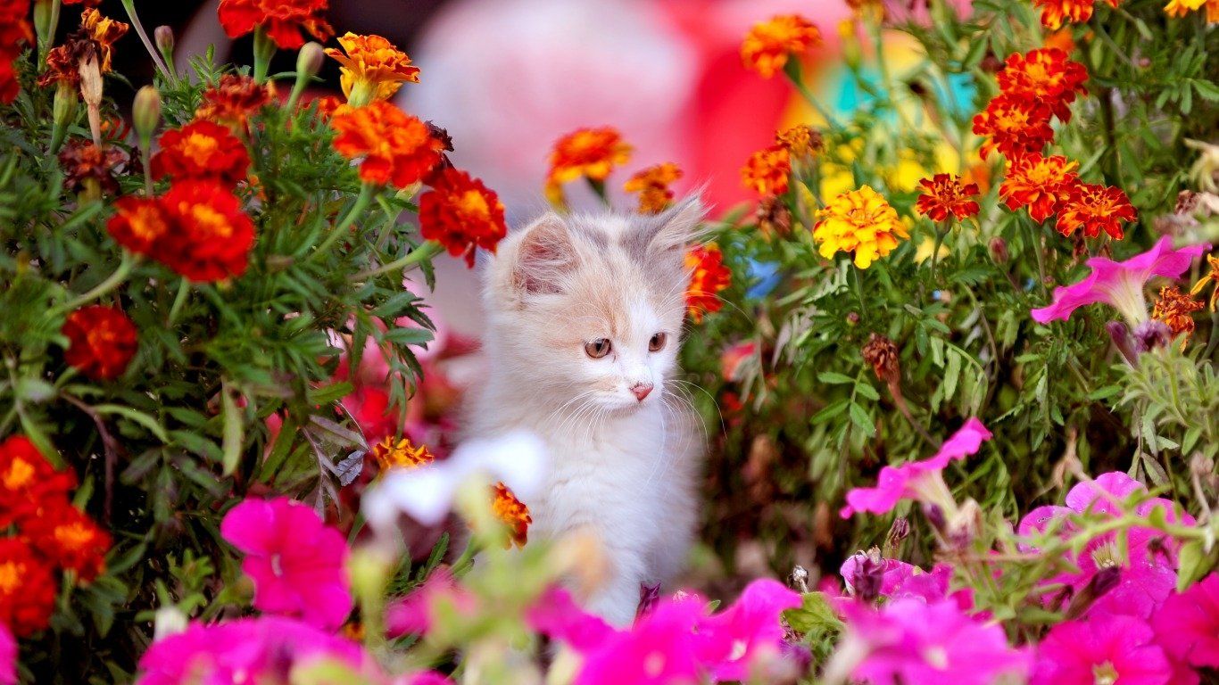 Spring Kitten Wallpaper and Background Imagex768