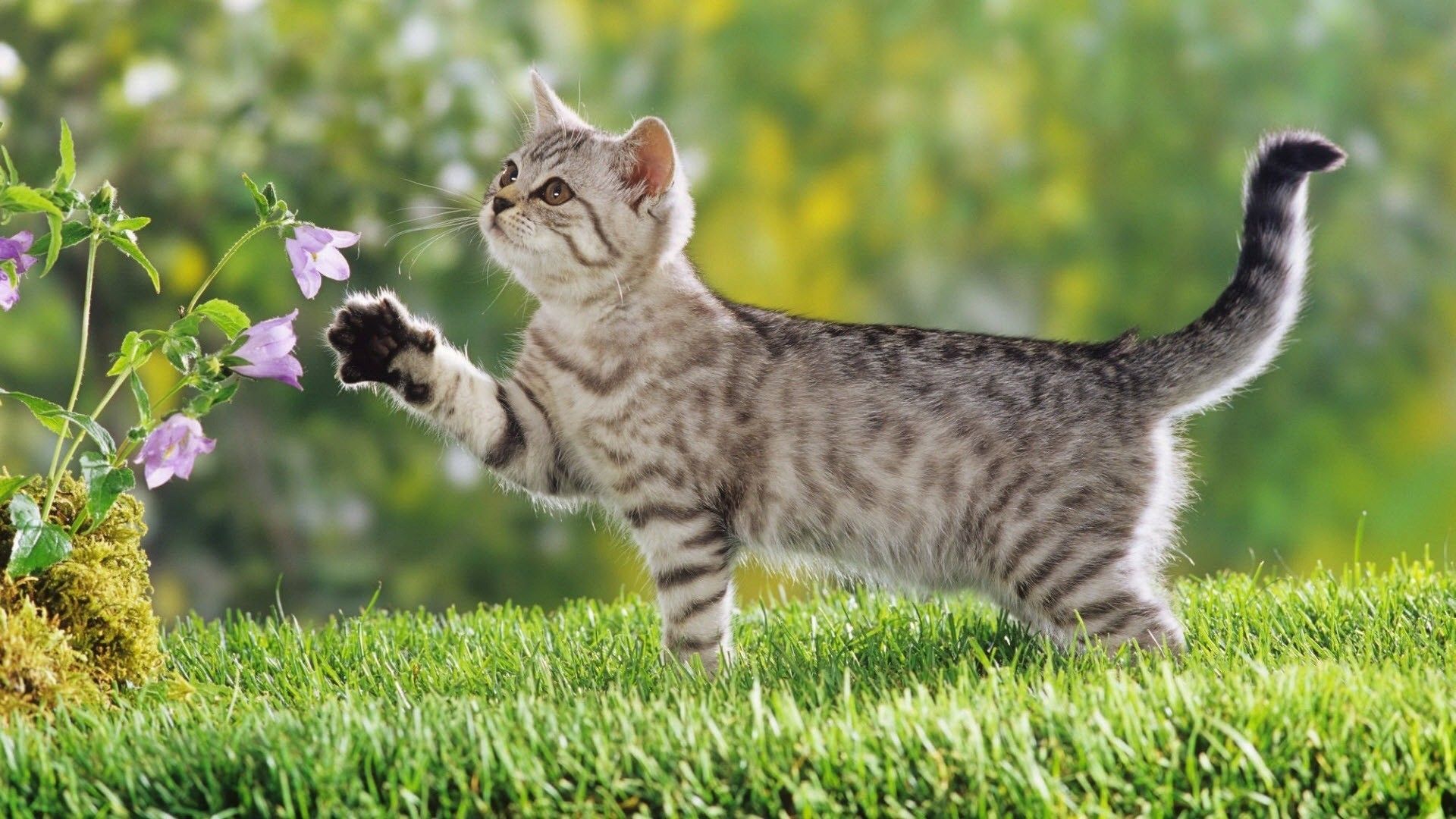 Curious kitty in spring. Cute cat wallpaper, Kitten wallpaper, Kittens cutest