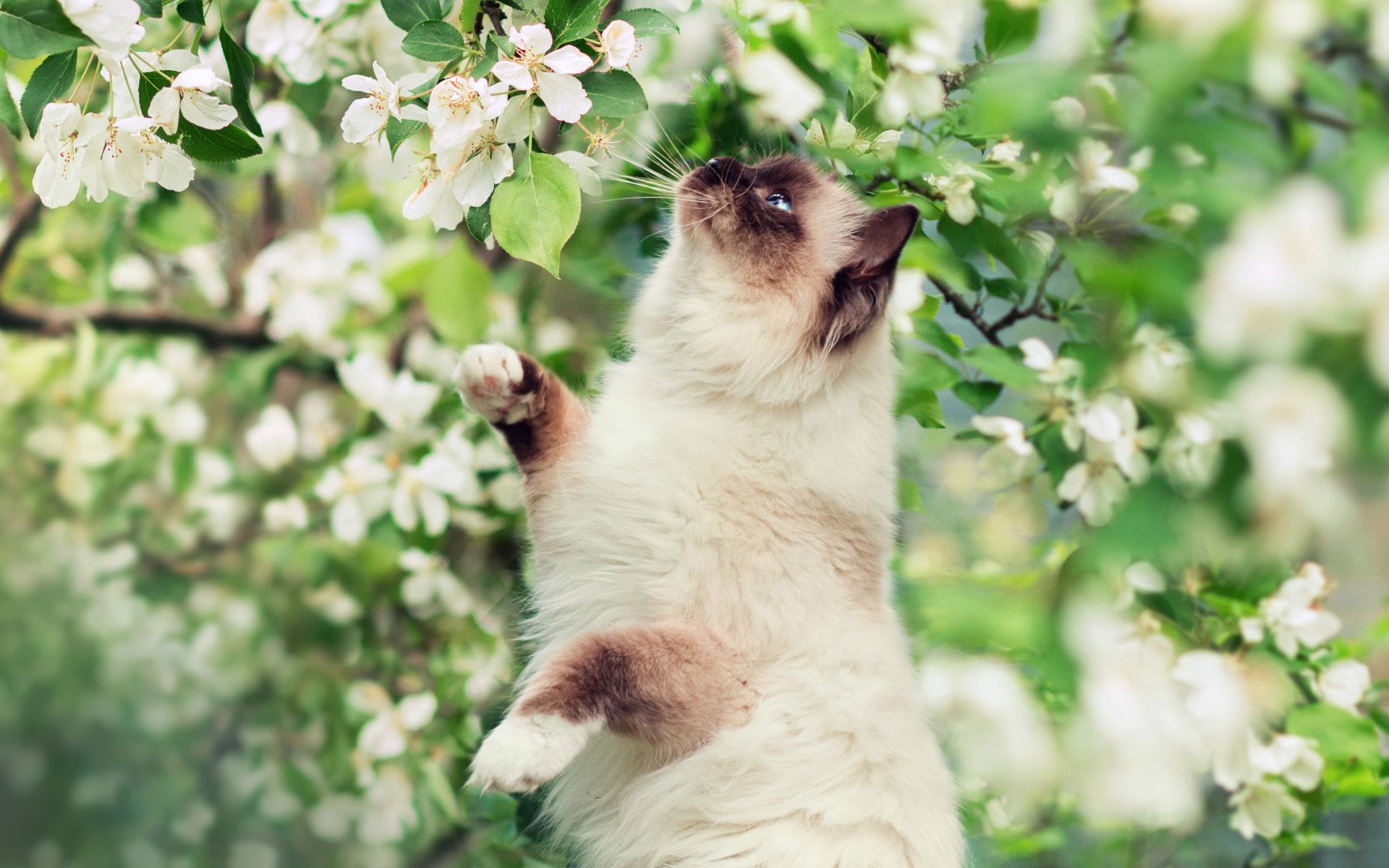 Download Wallpaper Himalayan Cat, Spring, Close Up, White Flowers, Cute Animals, Cats, Himalayan For Desktop With Resolution 1920x1200. High Quality HD Picture Wallpaper