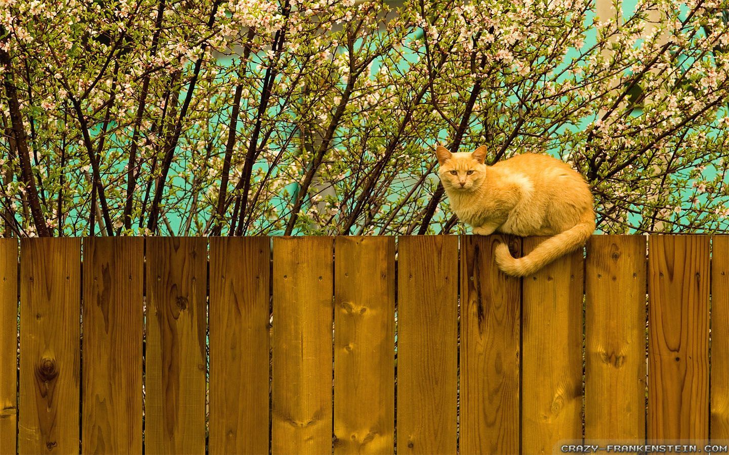 Spring Wallpaper Best Wallpaper 1920×1200 Wallpaper Spring (33 Wallpaper). Adorable Wallpaper. Cat fence, Cute animal picture, Cat colors
