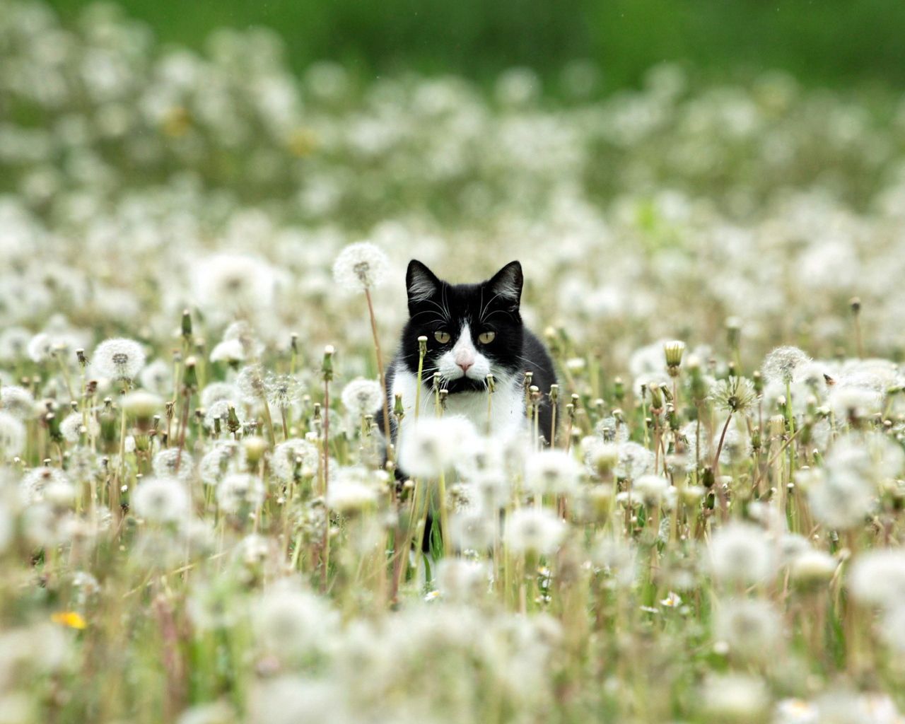 Black and white cat in dandelions Desktop wallpaper 1280x1024