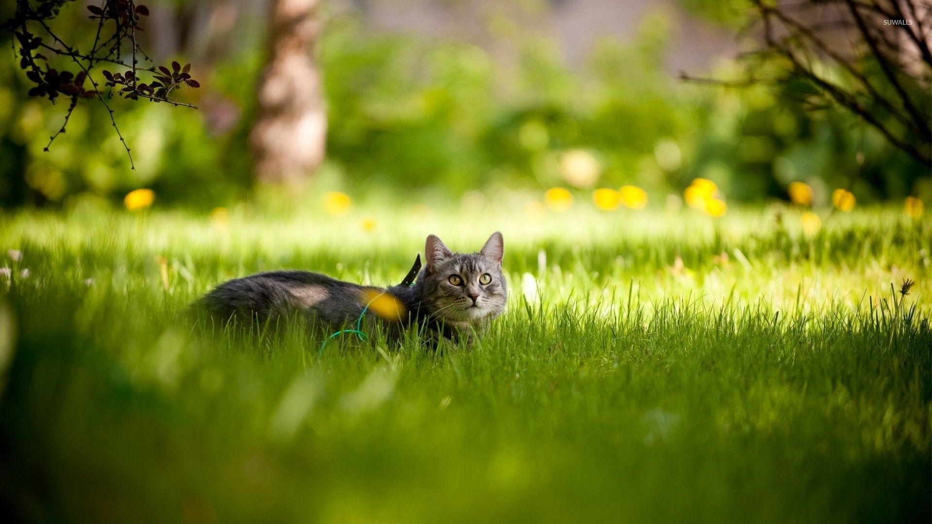 Gray cat hiding in the grass wallpaper wallpaper
