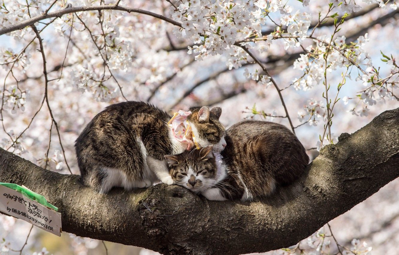 Wallpaper Spring, Sakura, Japan, Pair, Animals, Flowering, Cats image for desktop, section кошки