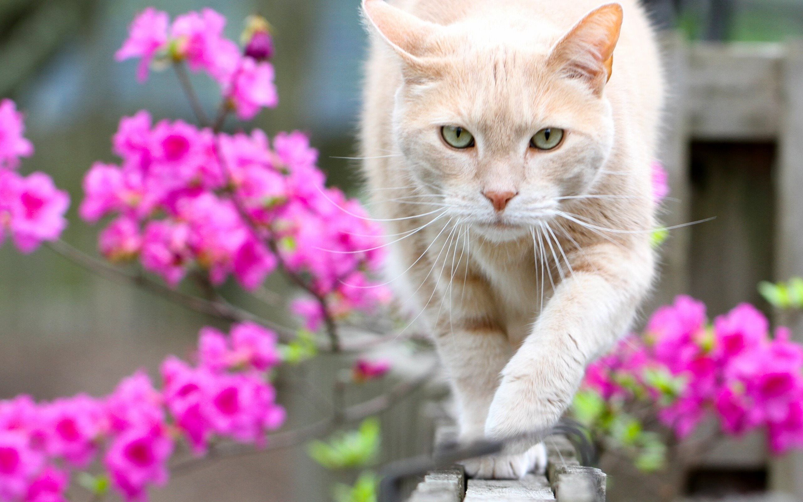 Download wallpaper Cat, spring, fence, pets, beige cat, pink flowers for desktop with resolution 2560x1600. High Quality HD picture wallpaper
