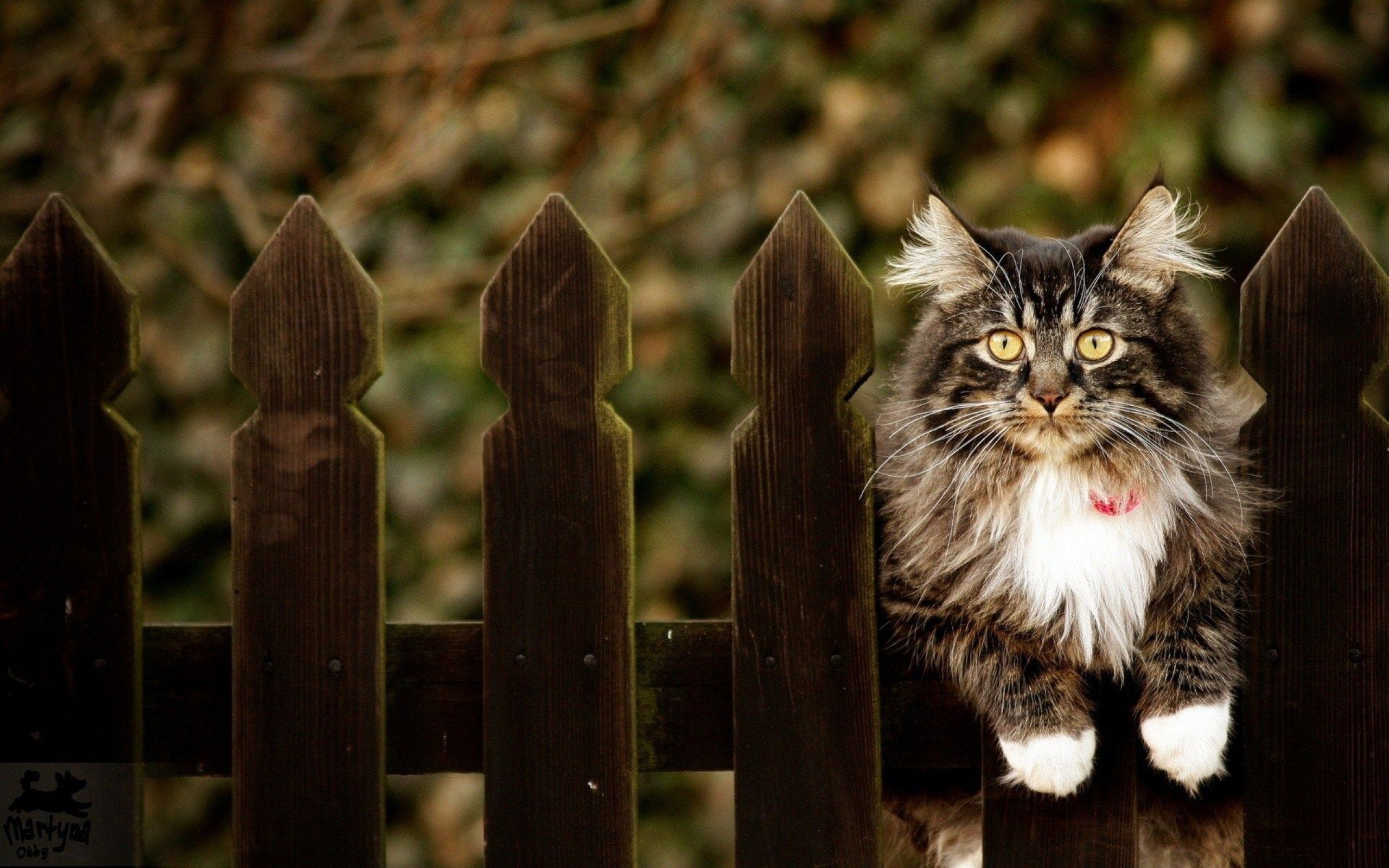Dae Fence Cute Cat