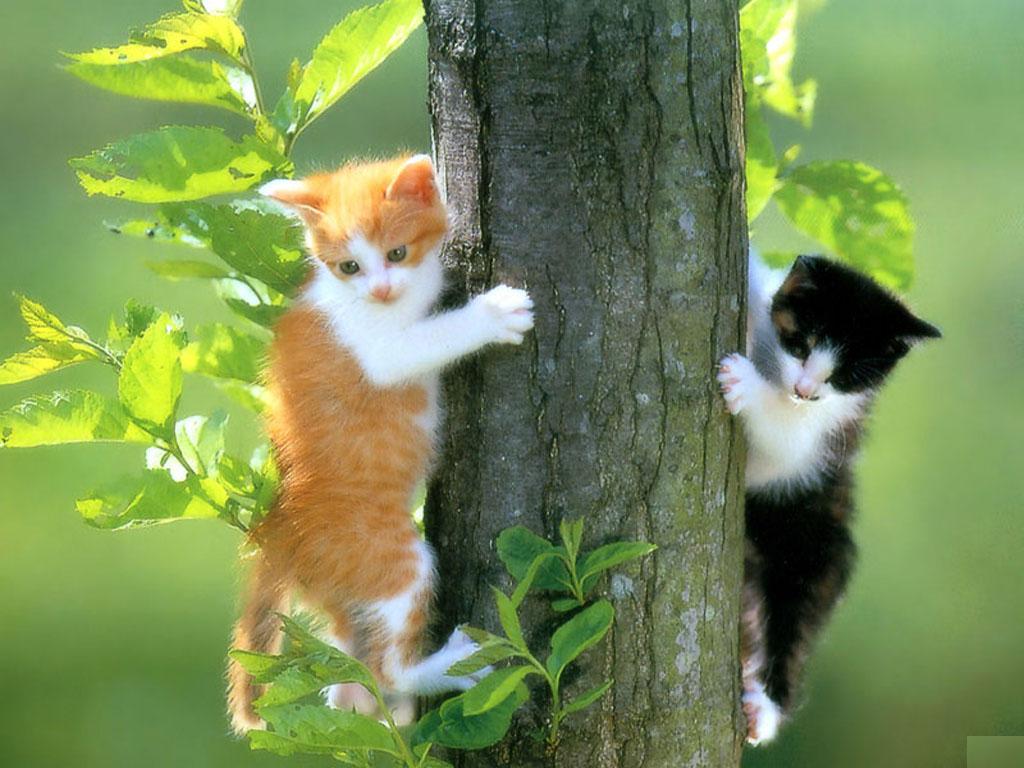 Entertainment Only: Funny Cat Wallpaper