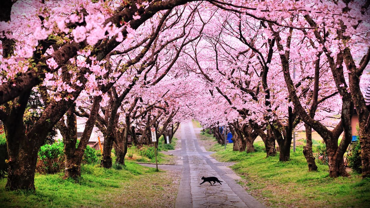 Tree trees blossom blossoms cat cats pink mood wallpaper