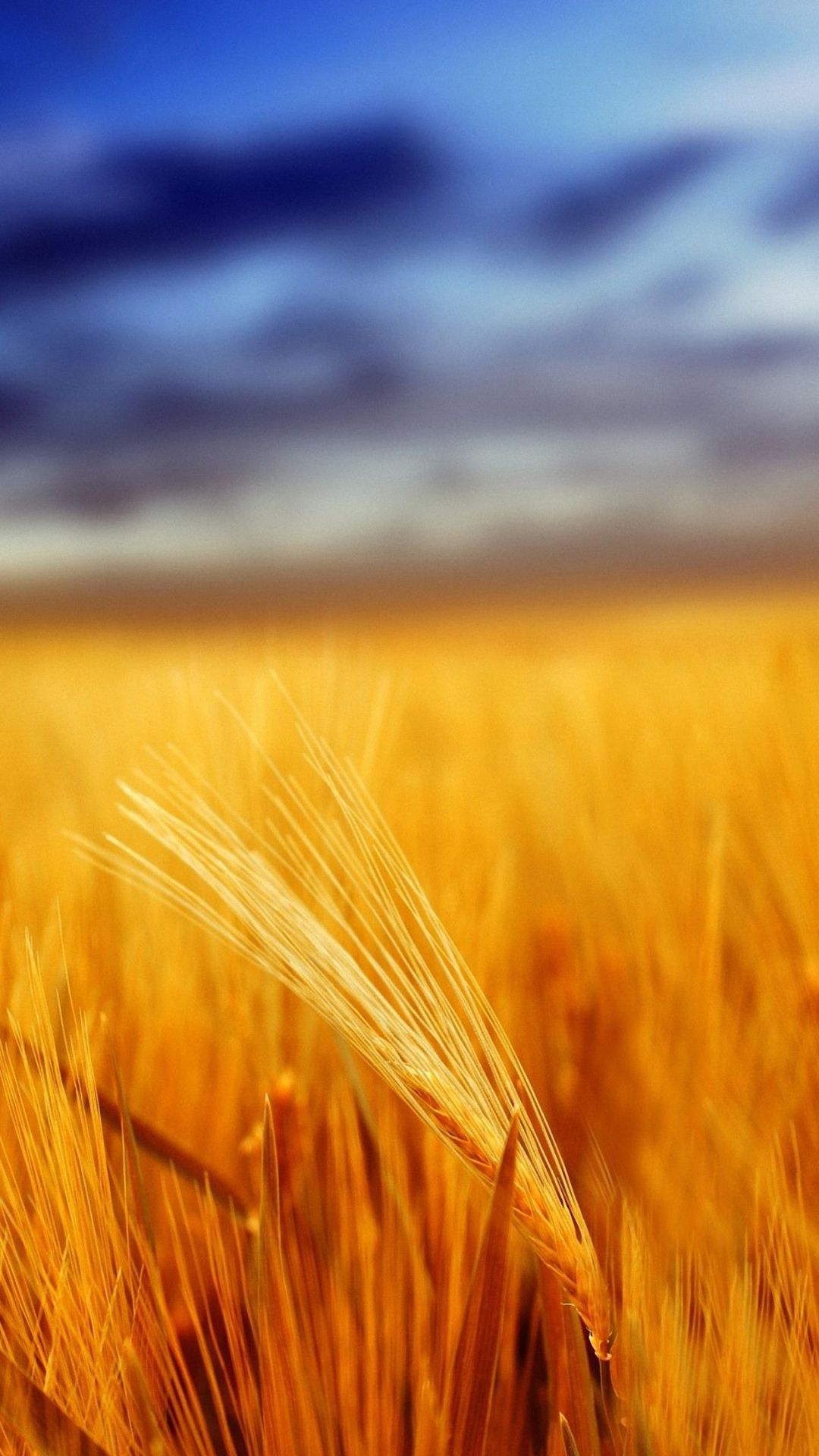 Nice Golden Wheat Iphone 6 Wallpapers Hd