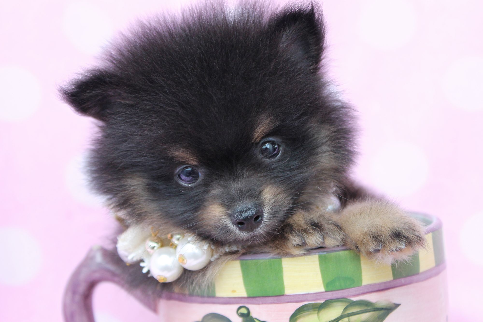 Very Cute Pomeranian Puppy Picture And Photo