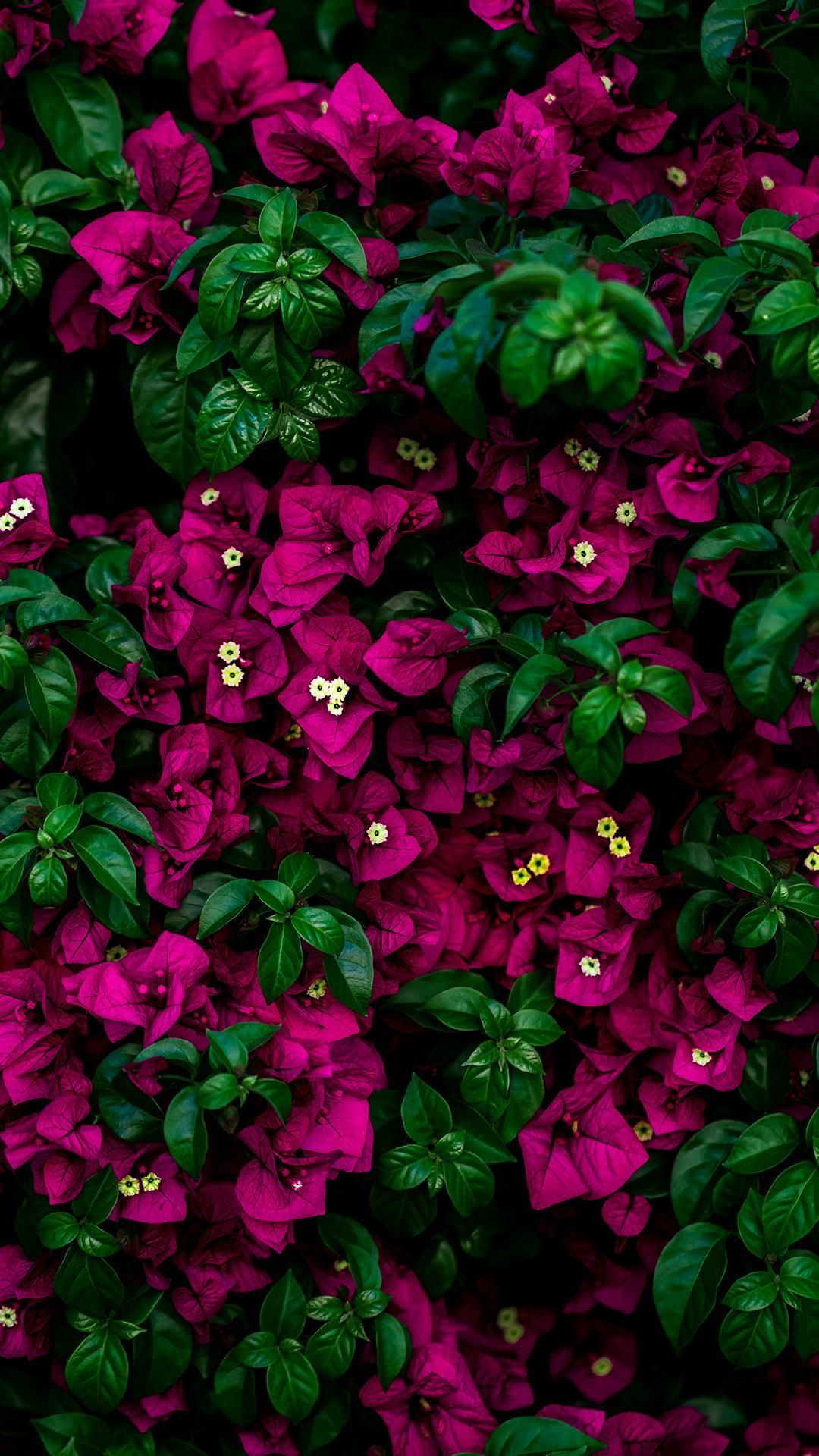 Amoled Wallpaper 38. Flower wallpaper, Nature
