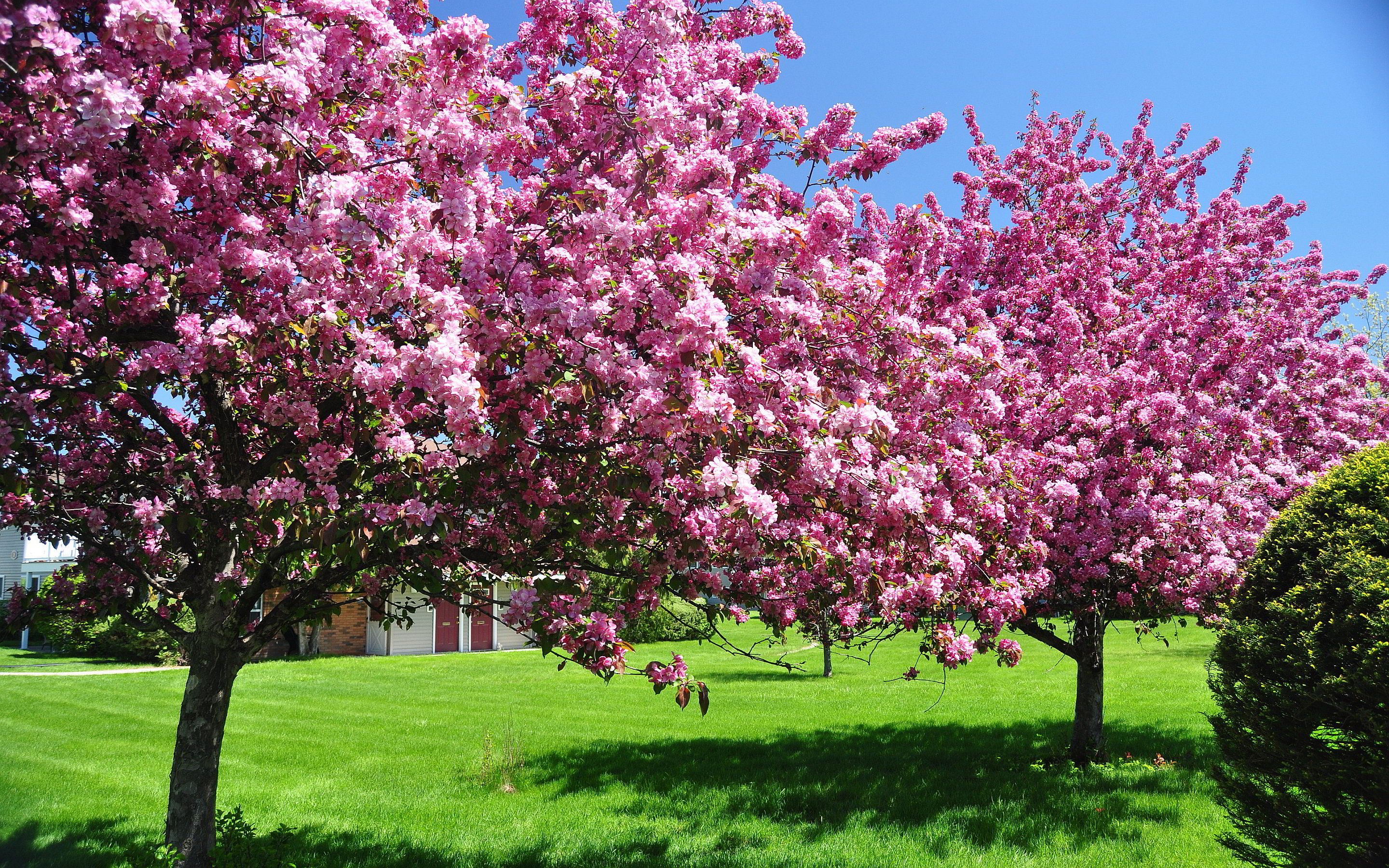 Spring Trees In Bloom Wallpapers Wallpaper Cave