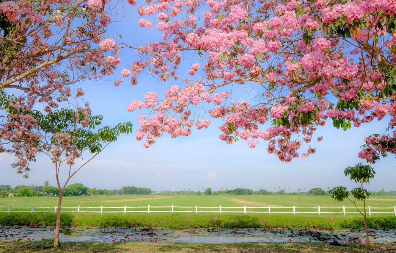 Wallpaper field, grass, trees, branches, river, spring, flowering