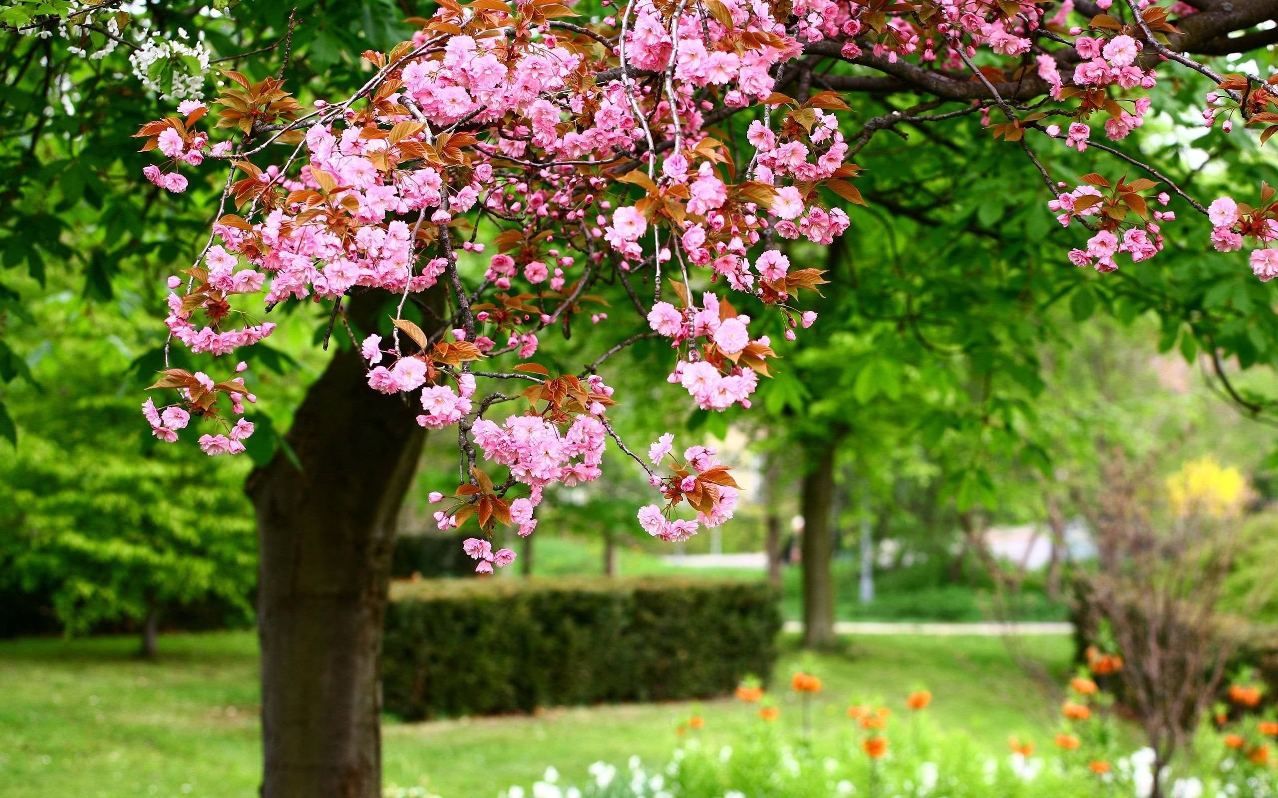 The Best Way To Spring Trees Blooms HD Wallpaper 1920x1080