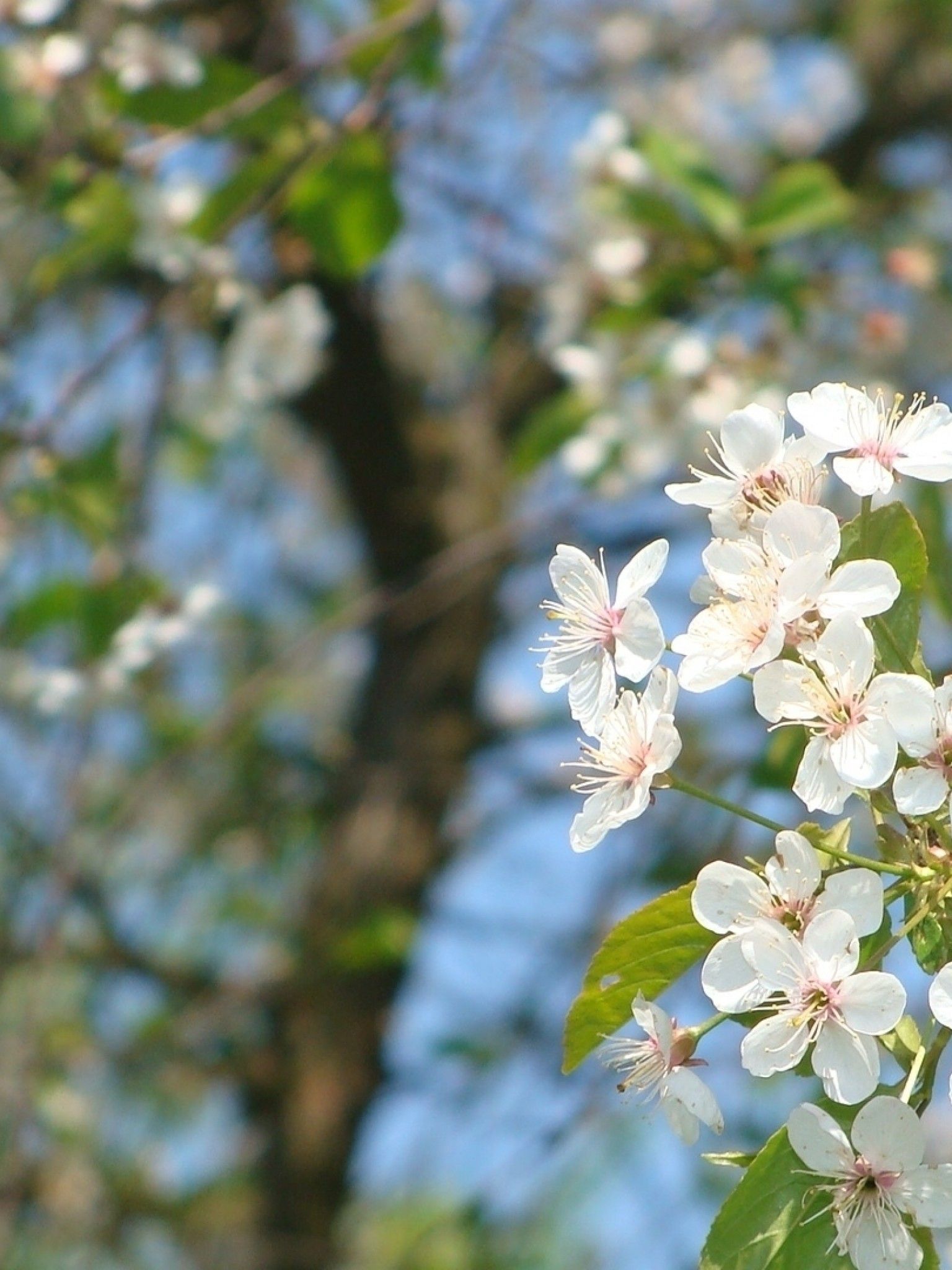 White Spring Flowers, Bloom, Branches, Tree Blossom