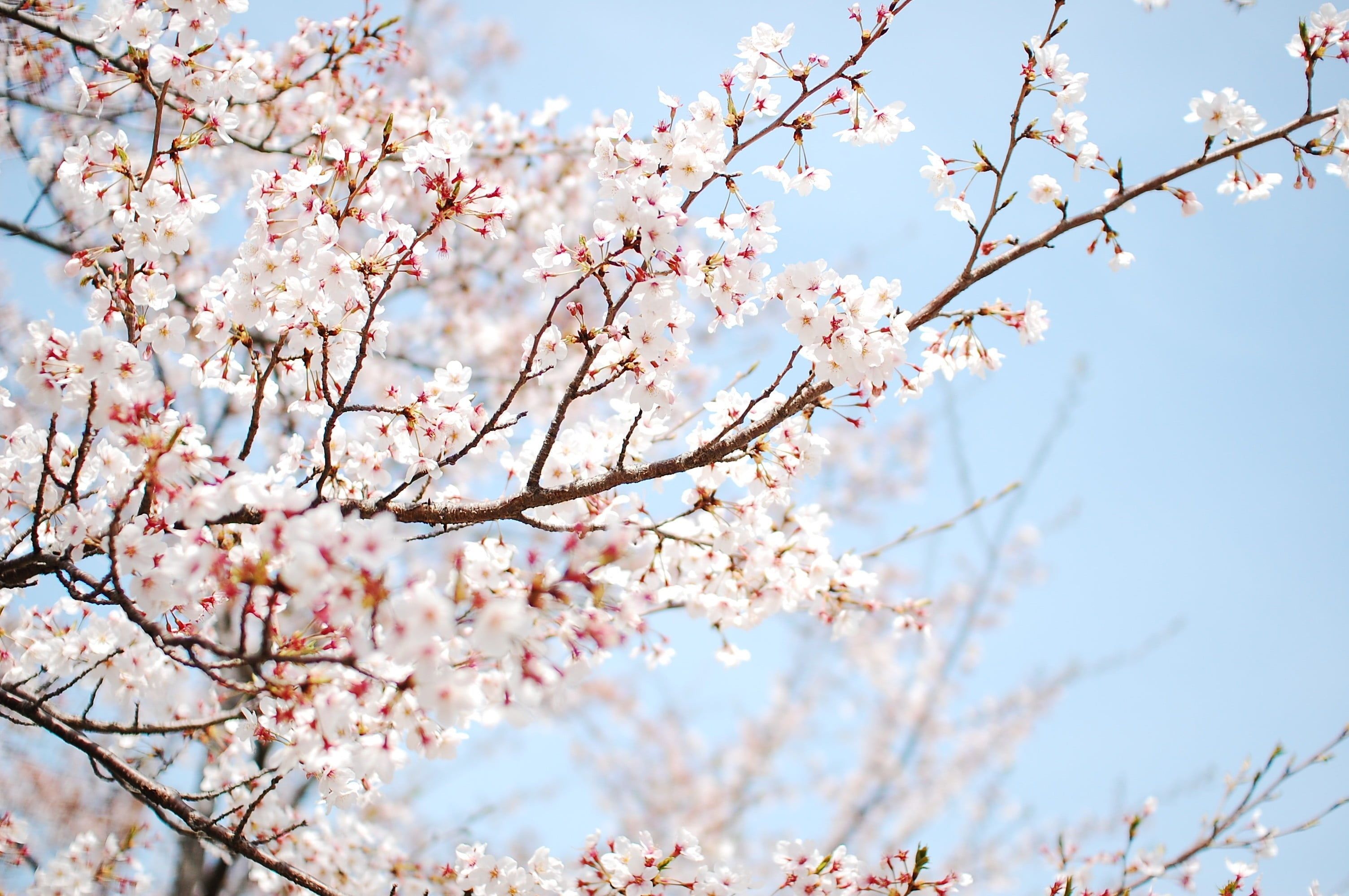 White cherry blossoms tree, flowers, trees, blossoms, nature HD