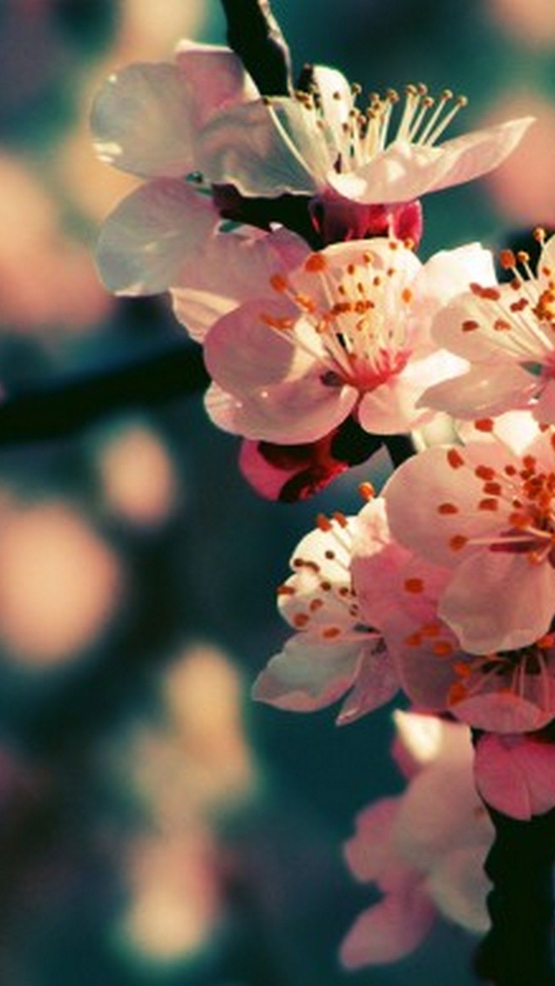 iPhone Wallpaper. Flower, Petal, Pink, Blossom, Branch, Spring