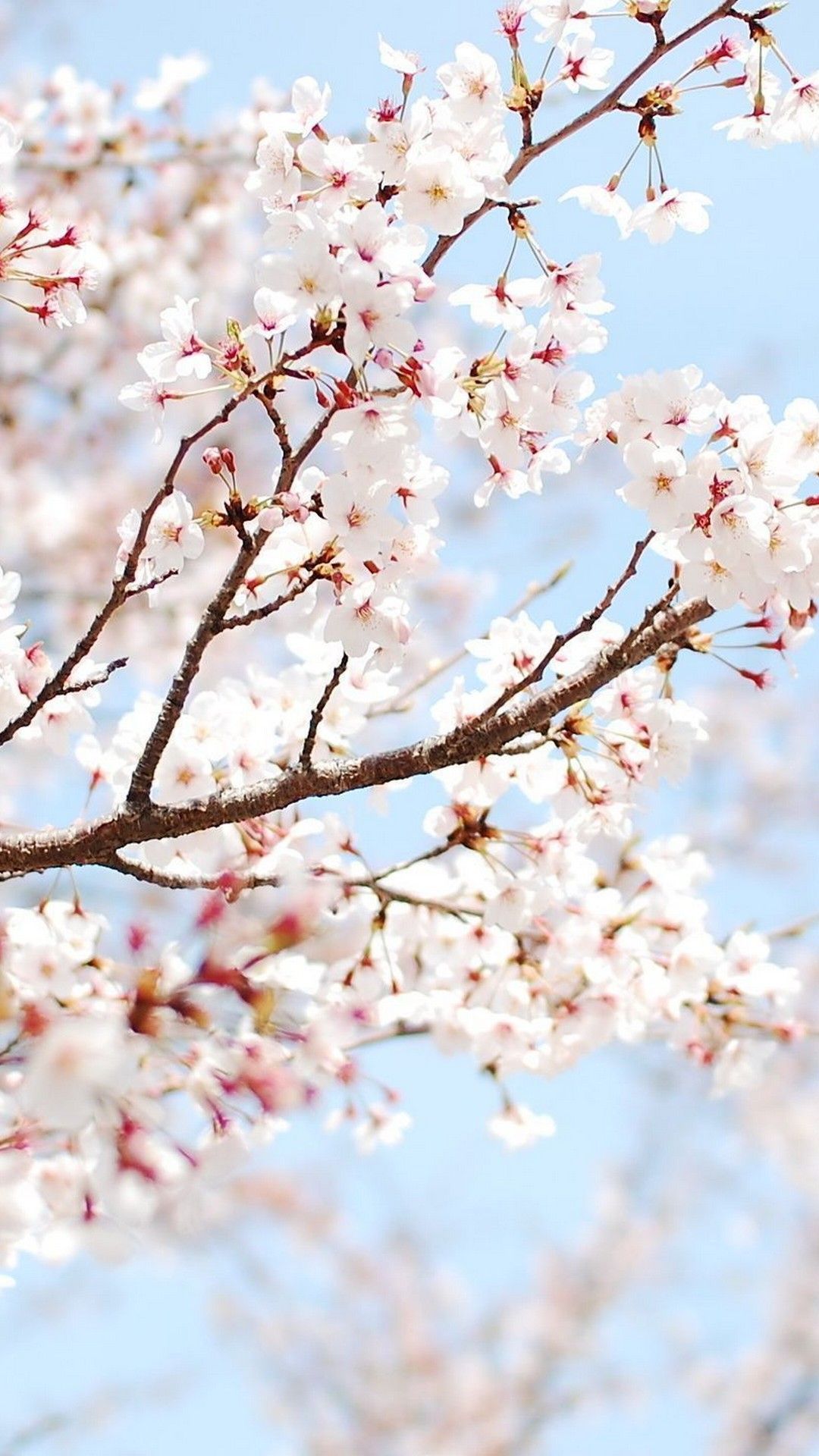 Spring iPhone Wallpaper. Cherry blossom wallpaper