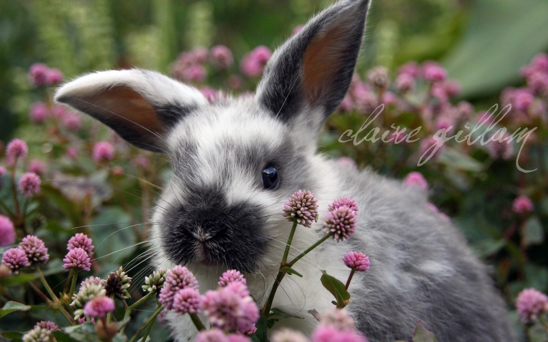 Bunny In Spring Wallpapers - Wallpaper Cave