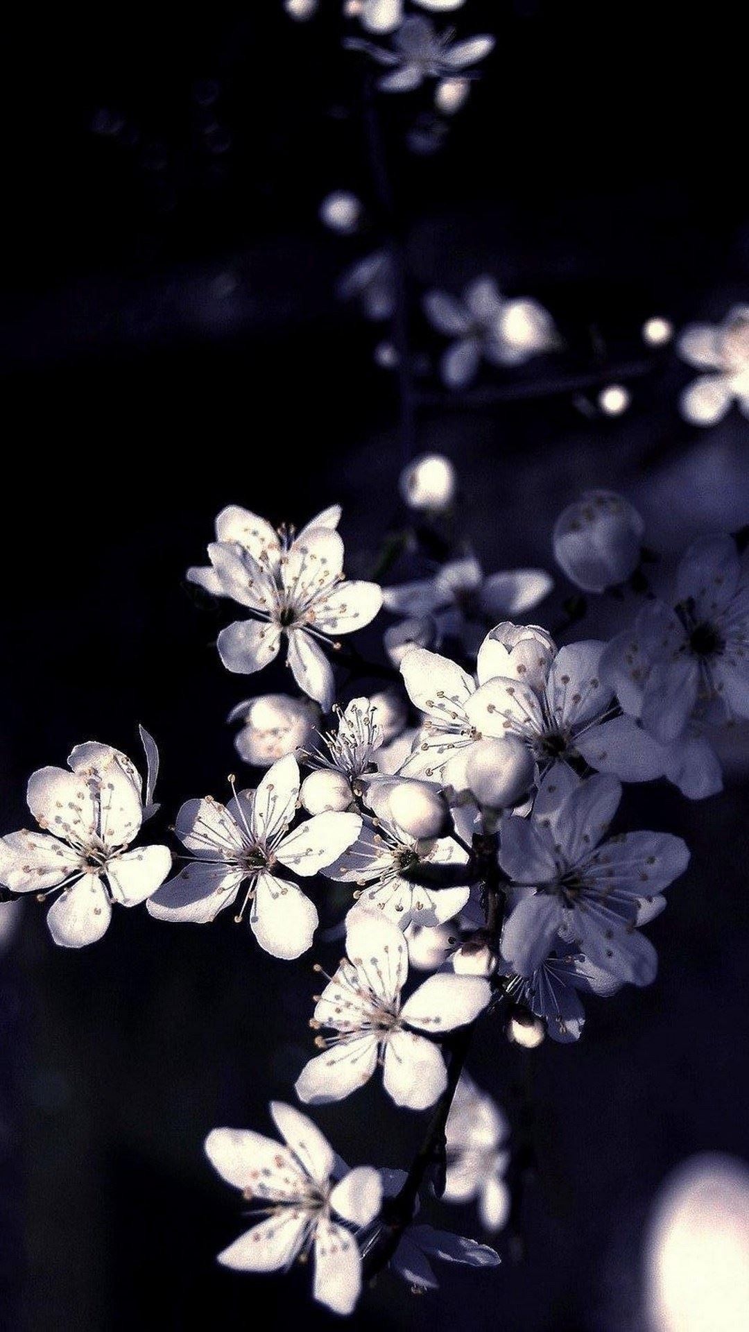 Black White Apple Tree Flowers iOS 11 Wallpaper