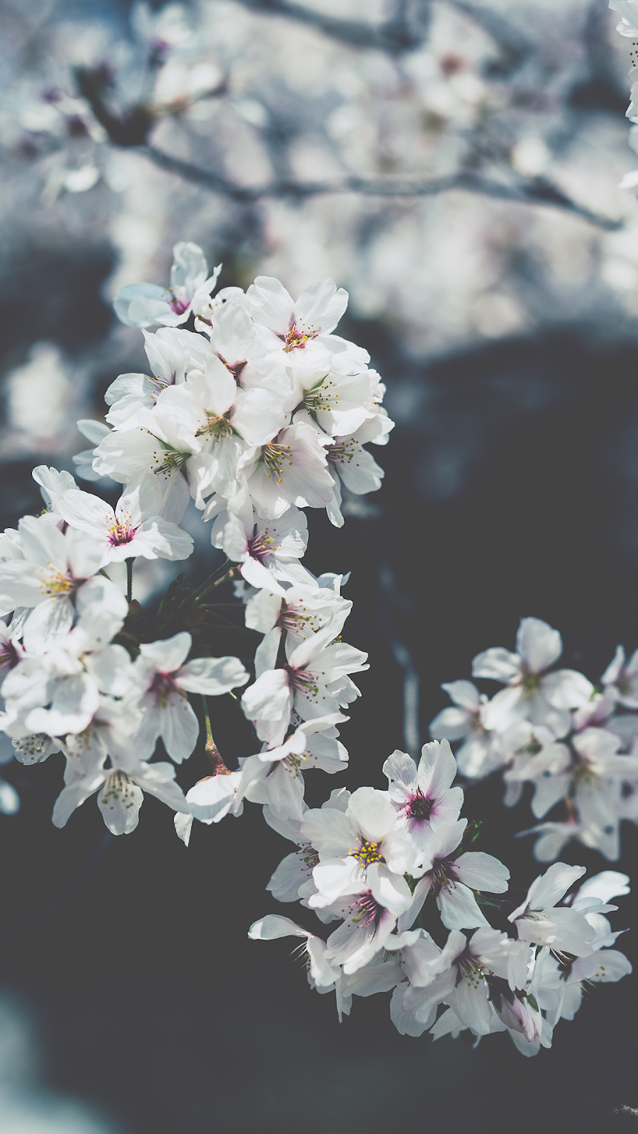 Spring Wallpaper for iPhone Spring Background [Free Download]