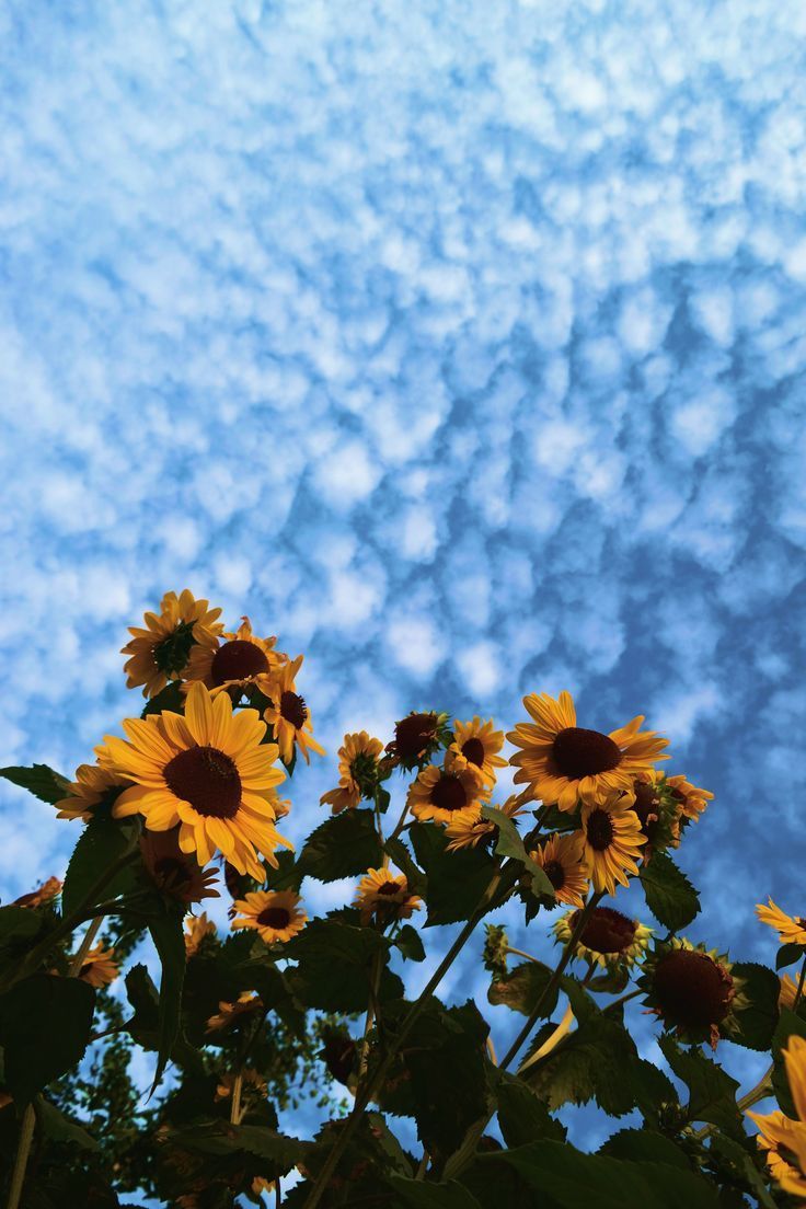 Beautiful Sunflower Wallpaper for iPhone Beautiful #iPhone