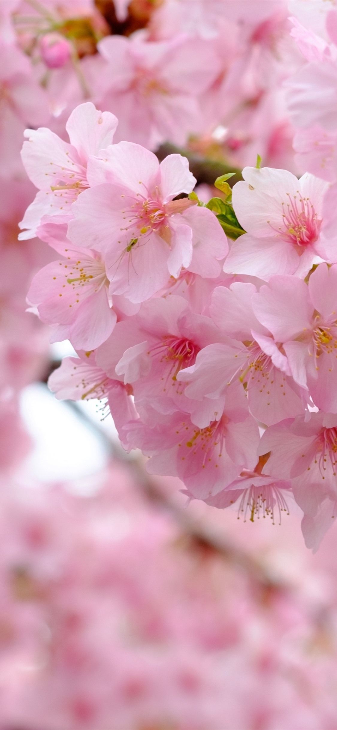Pink sakura bloom, flowers, spring, beautiful 1125x2436 iPhone 11