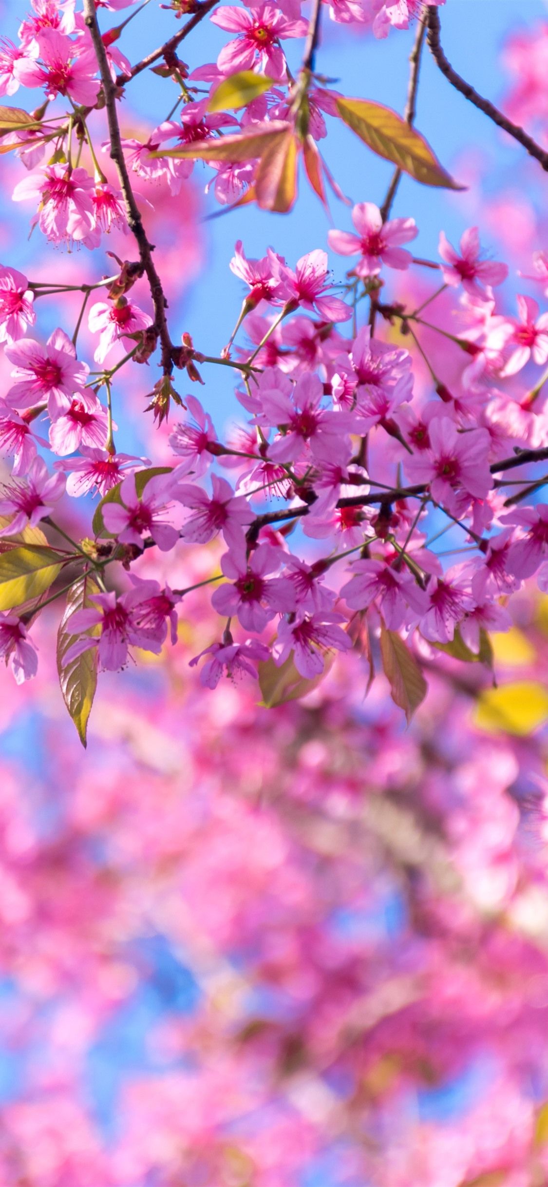 Spring, sakura flowering, pink tree flowers 1125x2436 iPhone 11