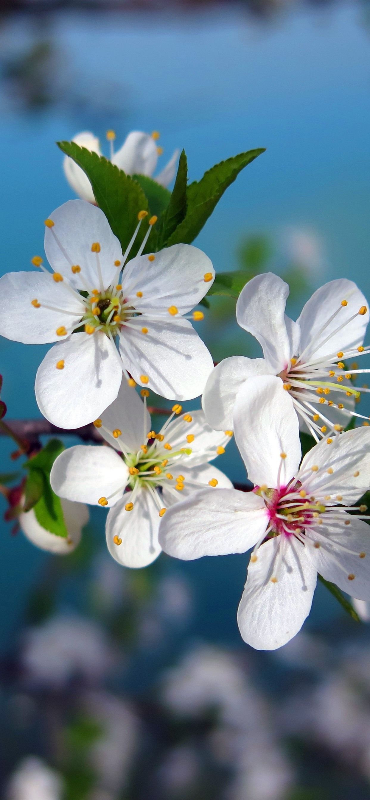 White Cherry Flowers Bloom, Spring 1242x2688 IPhone 11 Pro XS Max Wallpaper, Background, Picture, Image