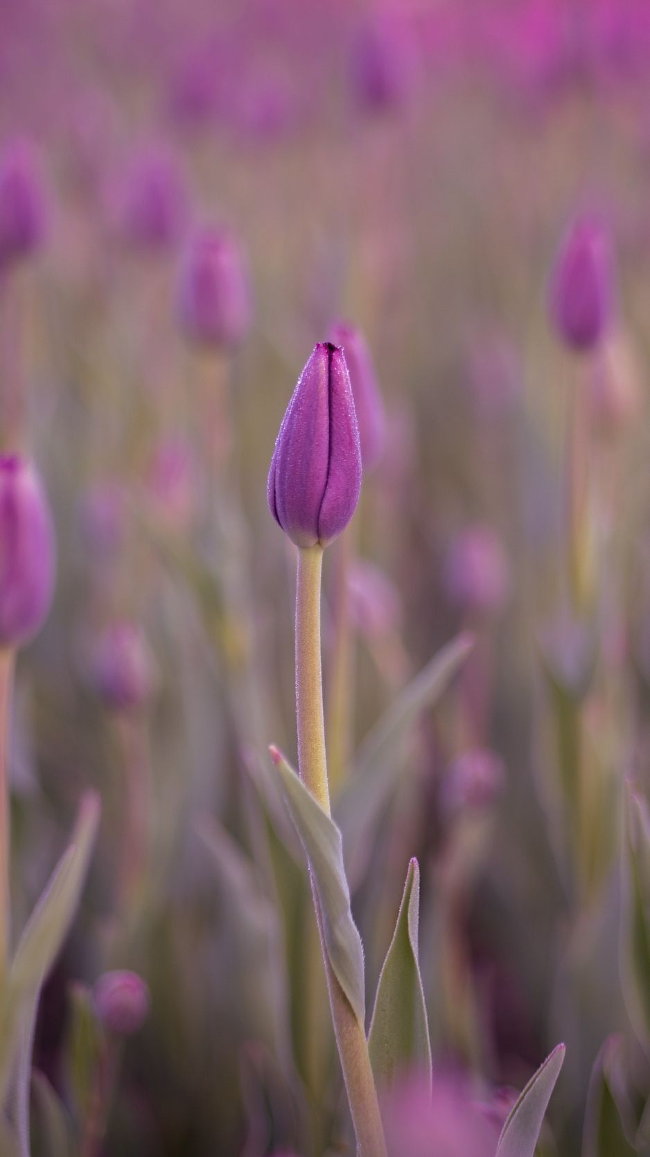 Download wallpaper 938x1668 tulip, bud, purple, flower, dew, wet