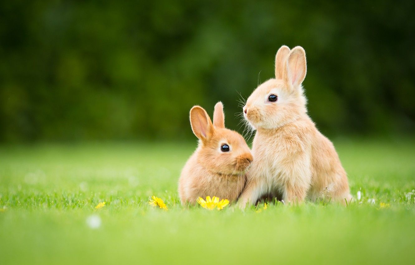 Wallpaper grass, glade, spring, rabbit, rabbits, red, flowers, a couple, Duo, Bunny, two, bunnies, rabbits, leverets image for desktop, section животные