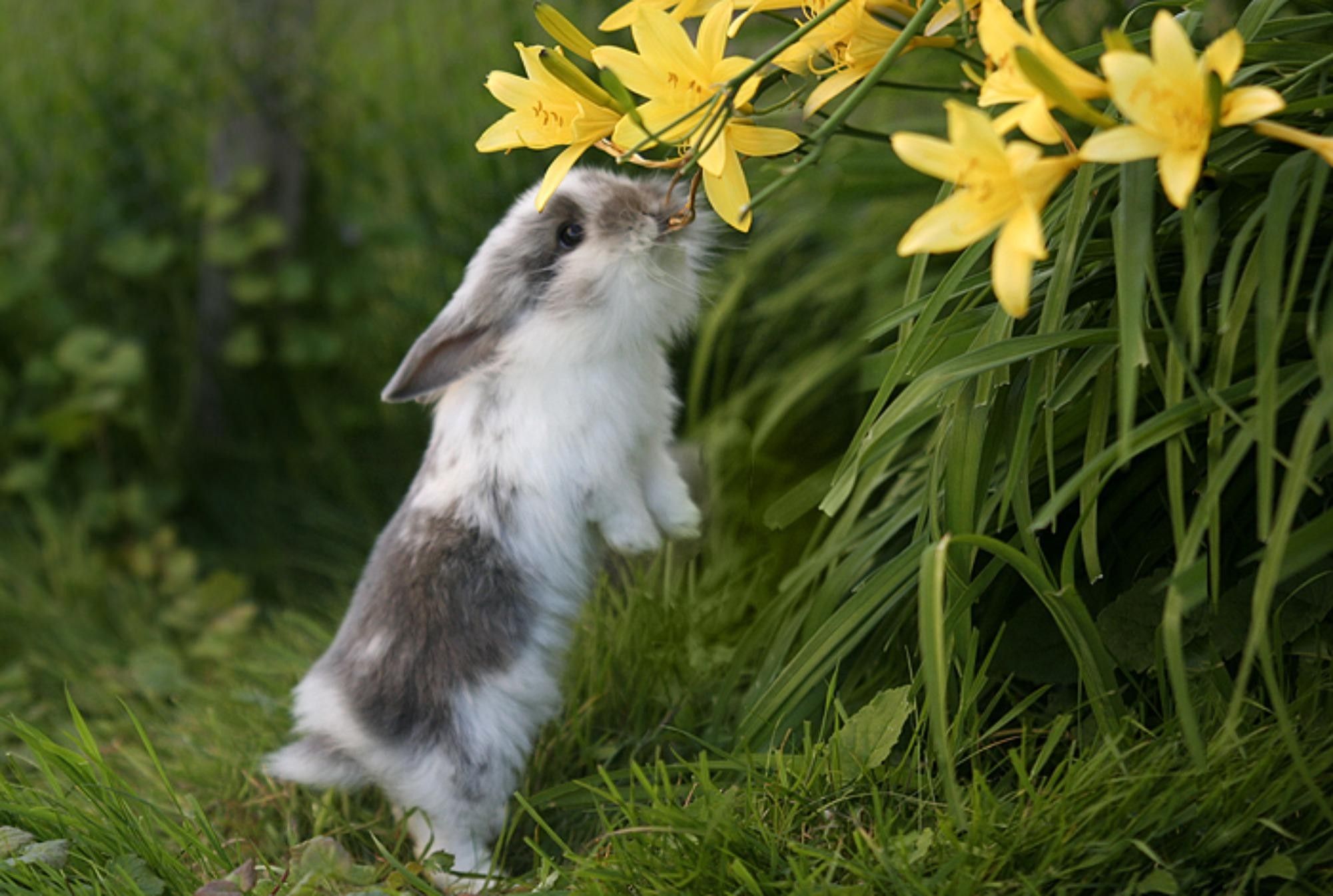 Spring Animals Wallpaper Free Spring Animals Background