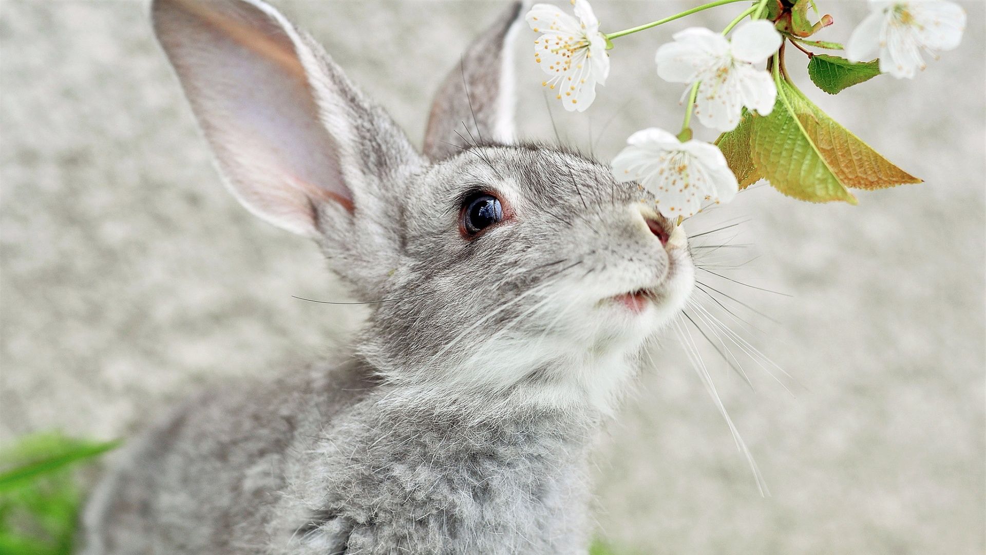 Spring Wallpaper Bunny
