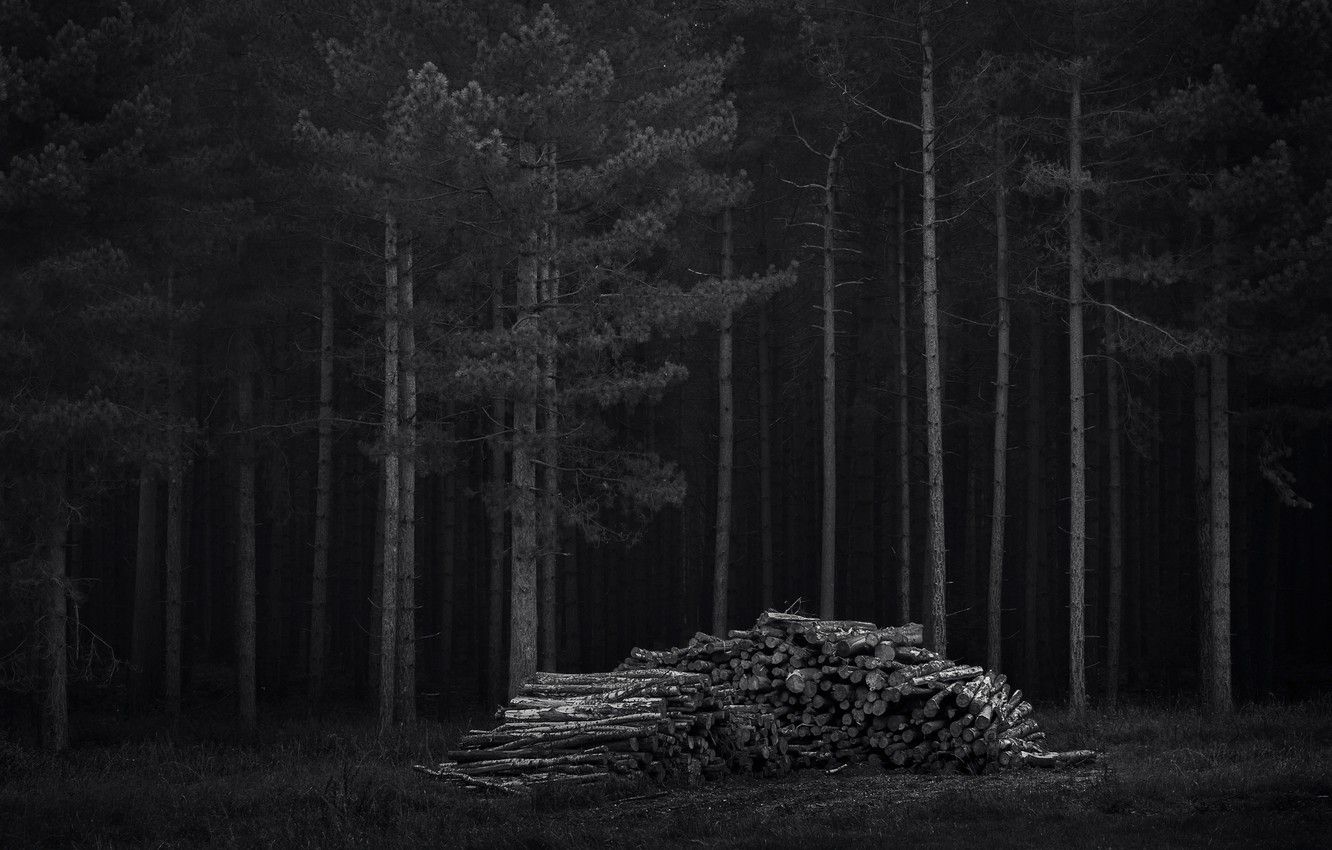 Wallpaper forest, trees, night, dark, wood image for desktop
