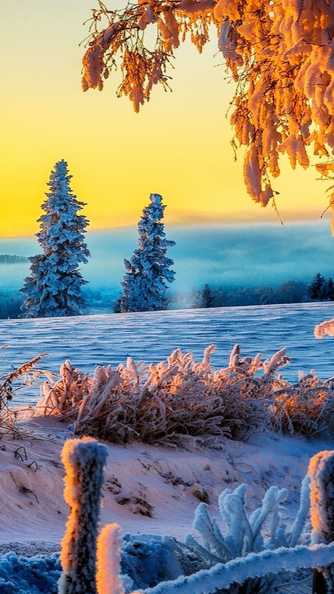Wallpaper 3840×2160 winter tree 4K. Beautiful Winter Sunrise 4K