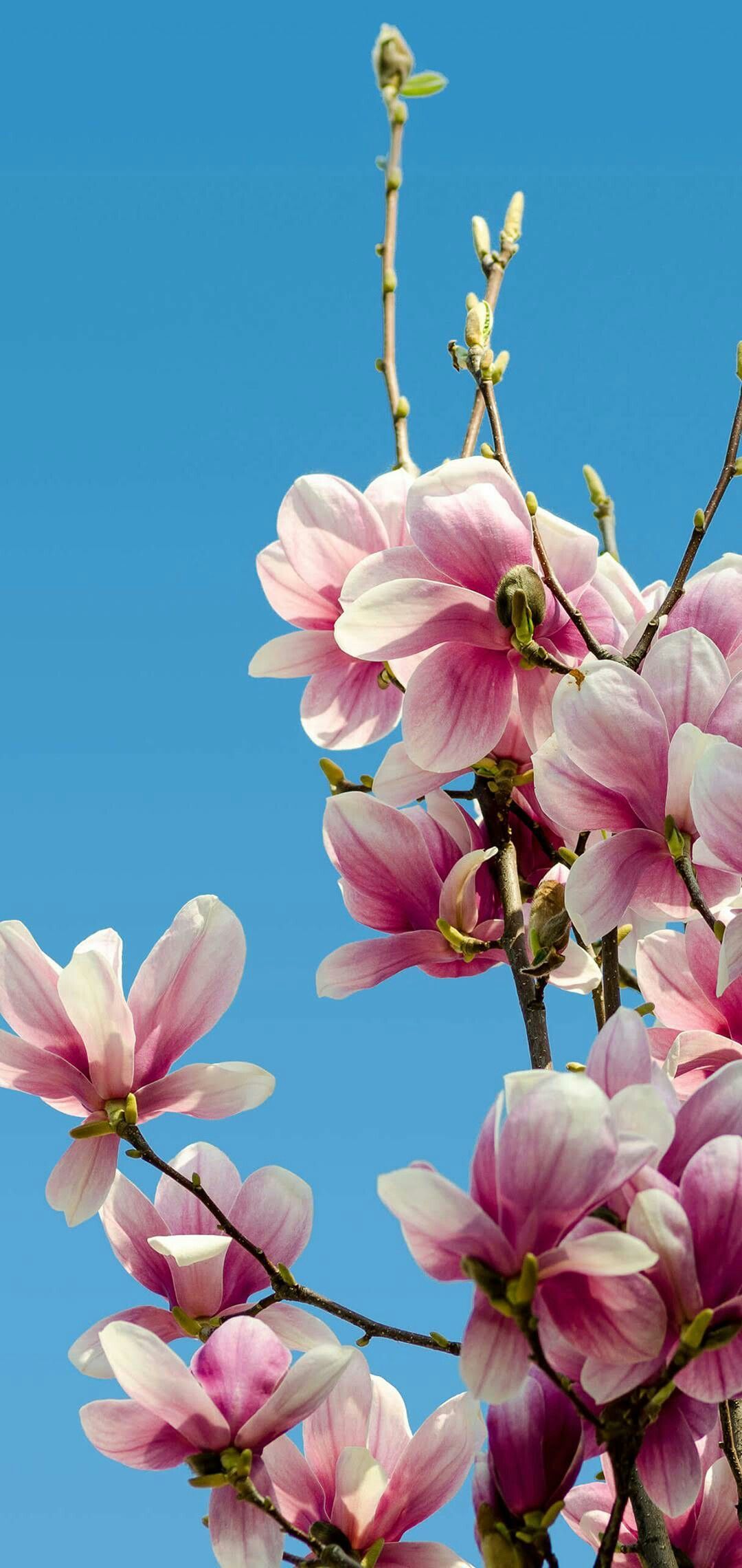 Chinese Magnolia. Huawei wallpaper, Beautiful flowers wallpaper