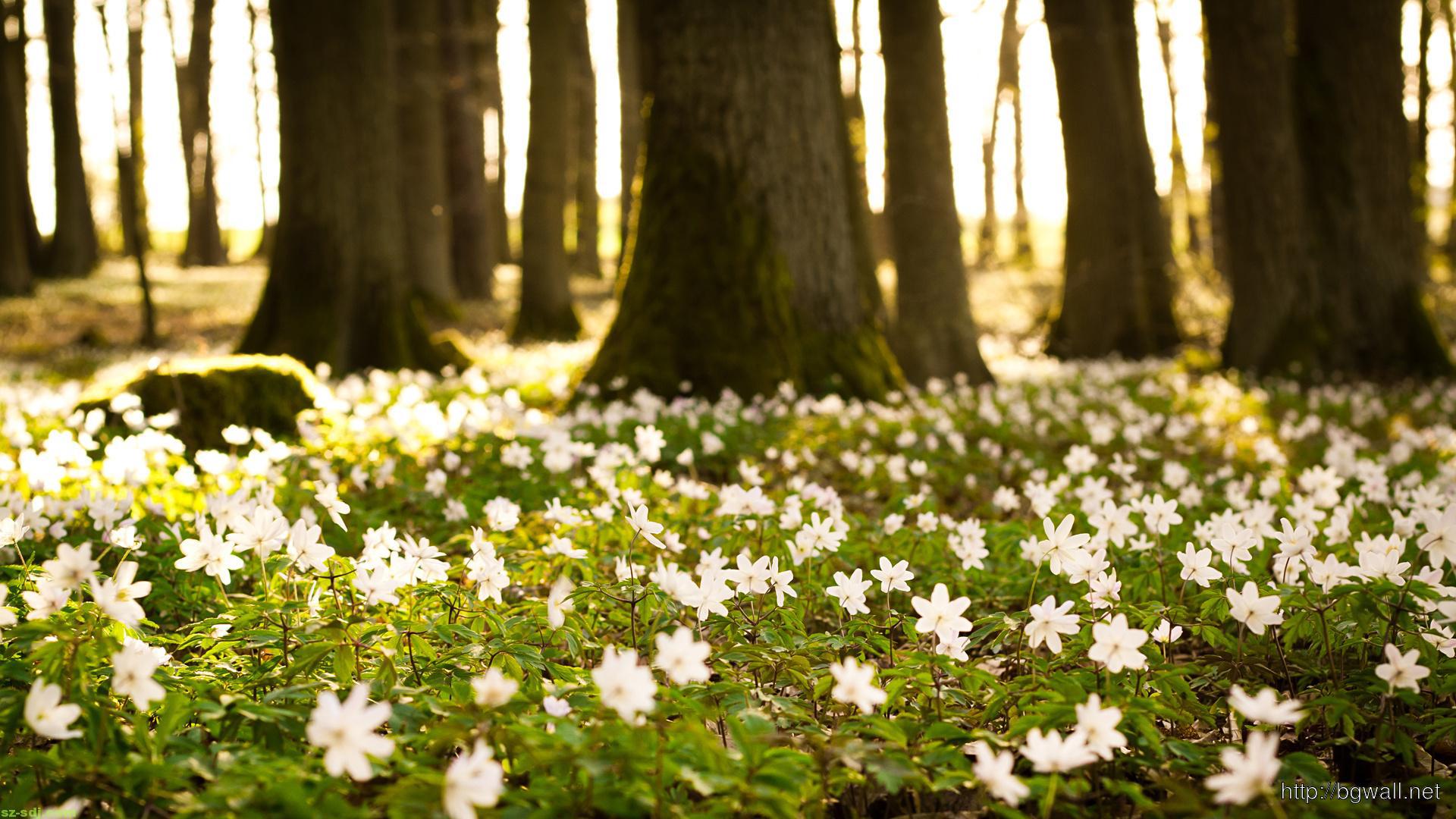 Flowers In Spring Forest Wallpaper HD