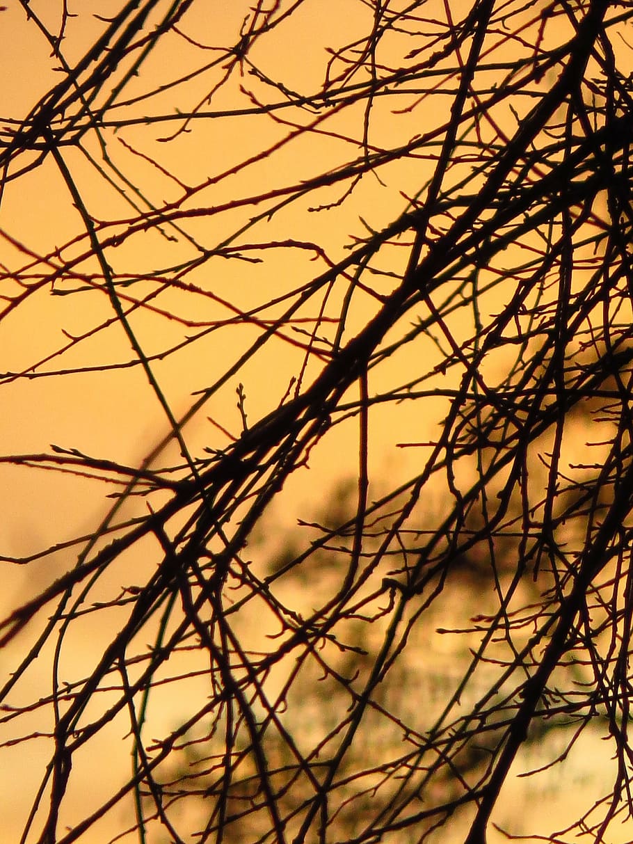 HD wallpaper: branches, back light, sun, abendstimmung, tree, aesthetic, golden