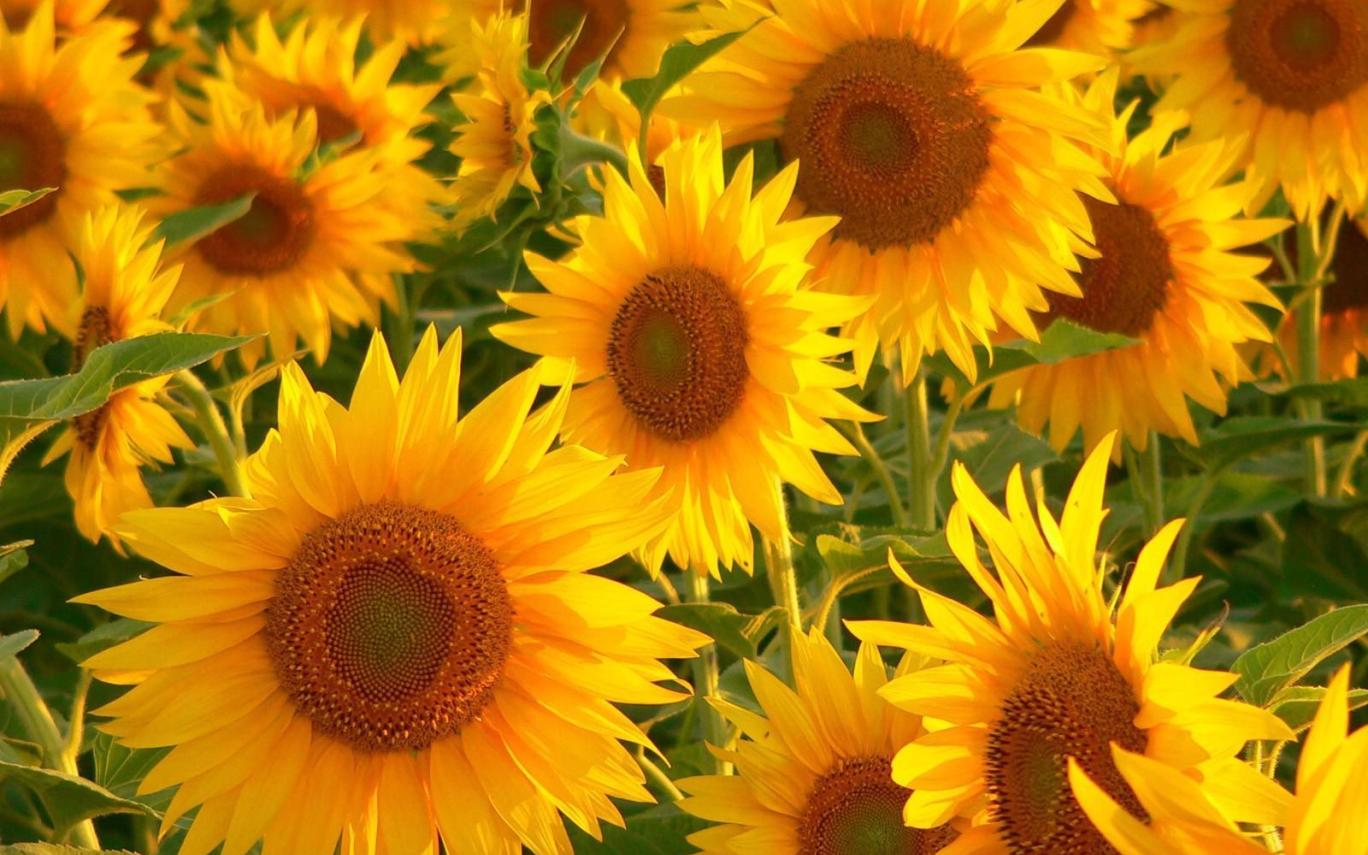 Sunflower Wallpaper Tumblr Pc Gardening Flower And