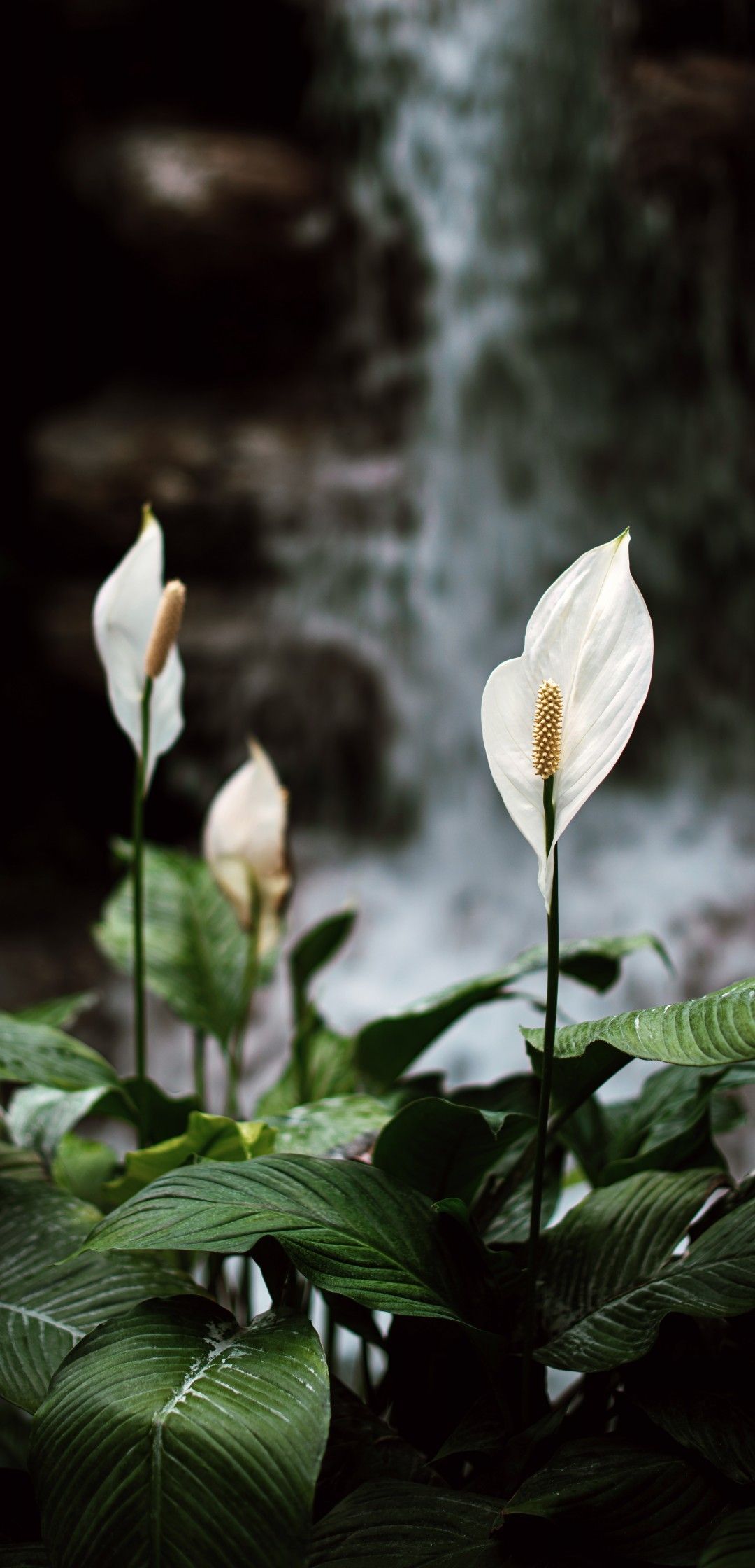 Download 1080x2240 White Lily, Petals, Blurry, Leaves Wallpaper