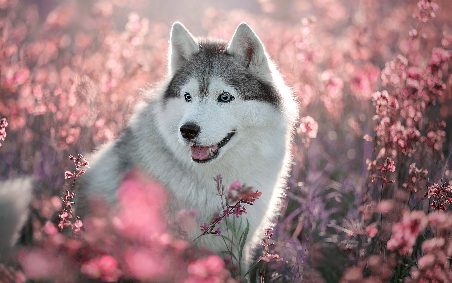 Download wallpaper Husky Dog, spring, cute animals, dog with blue