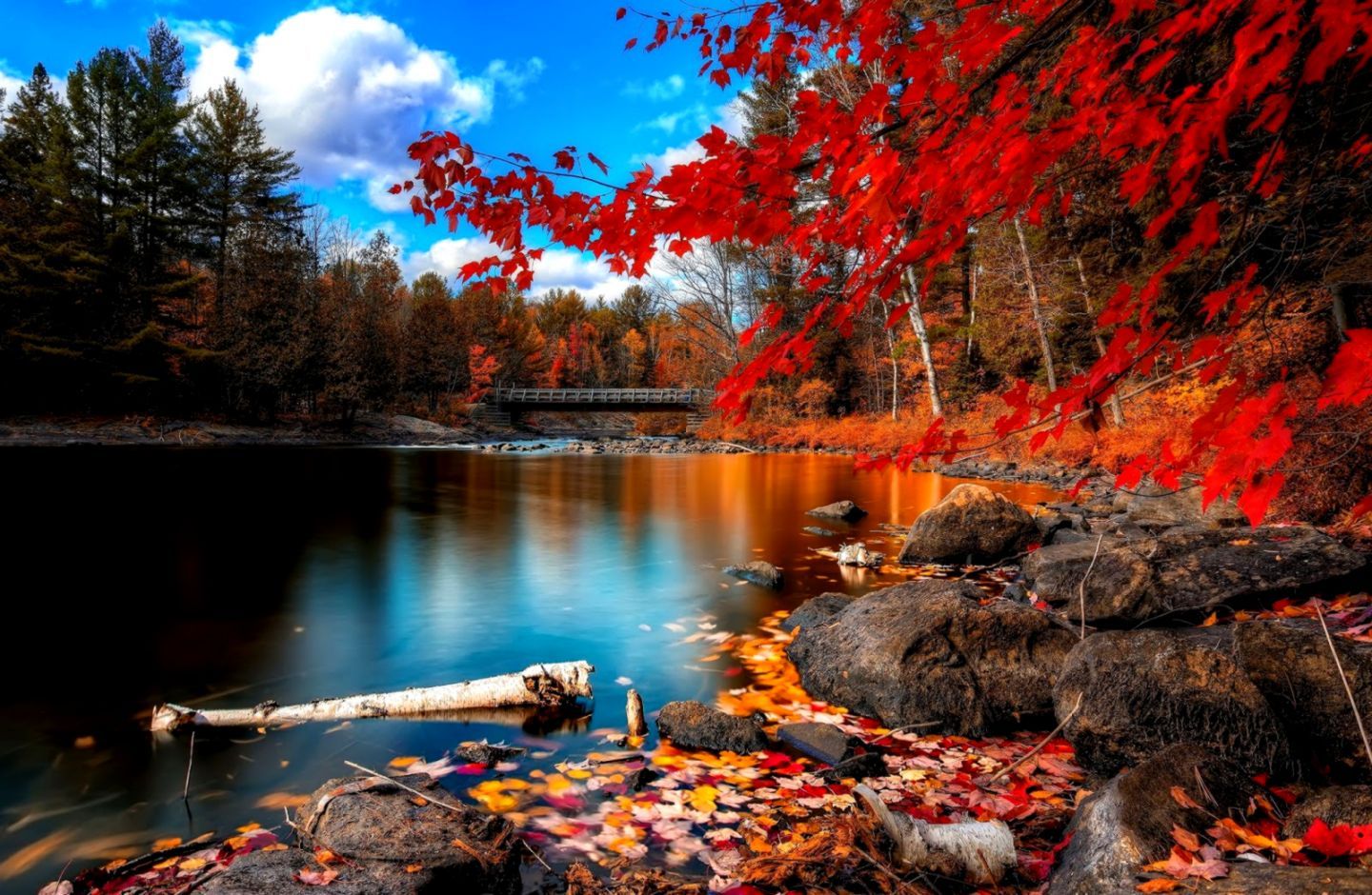 Autumn Forest Scenery High Definition Desktop Resolution