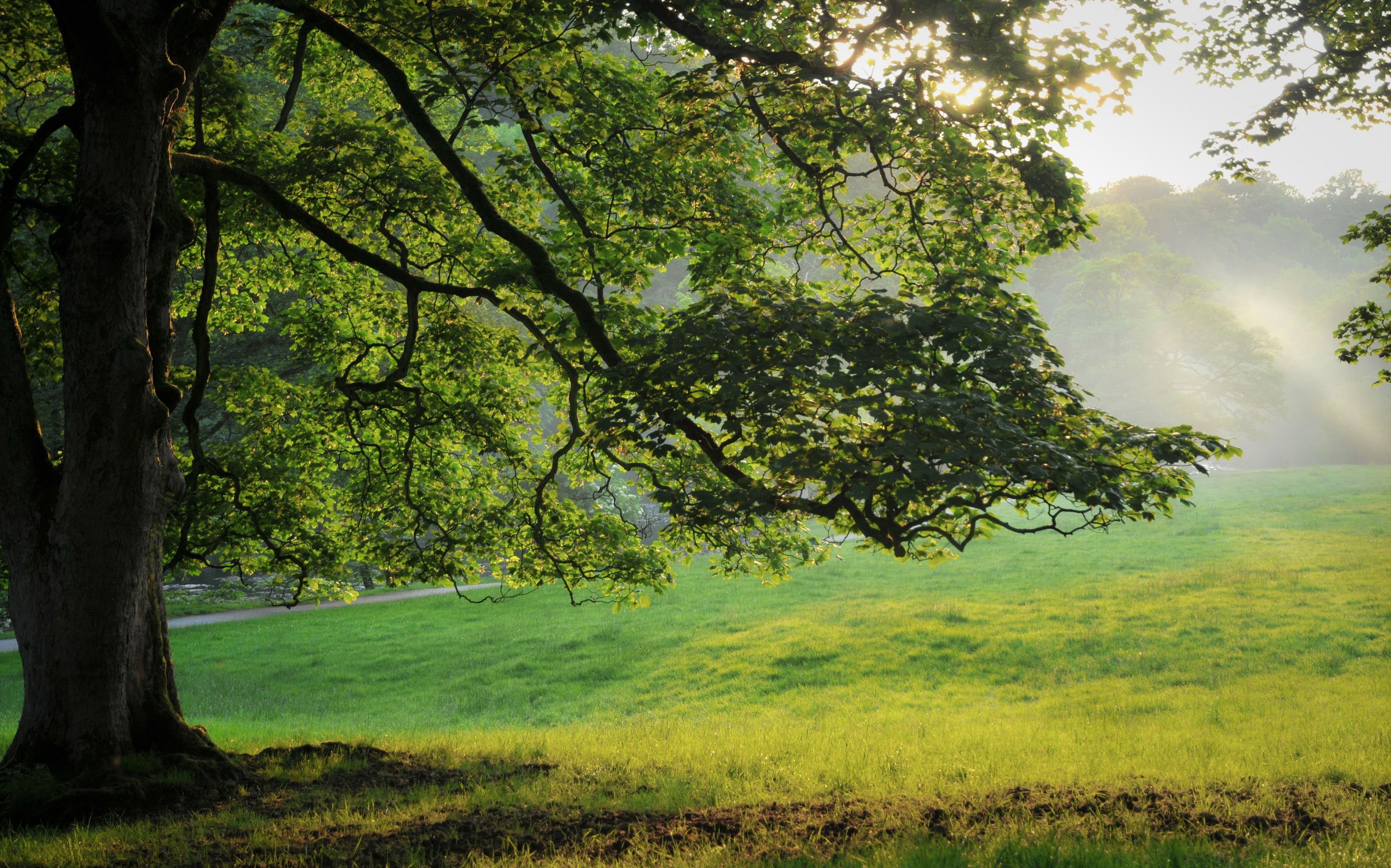 nature, tree, photo, grass, forest, leaves, HD desktop wallpaper