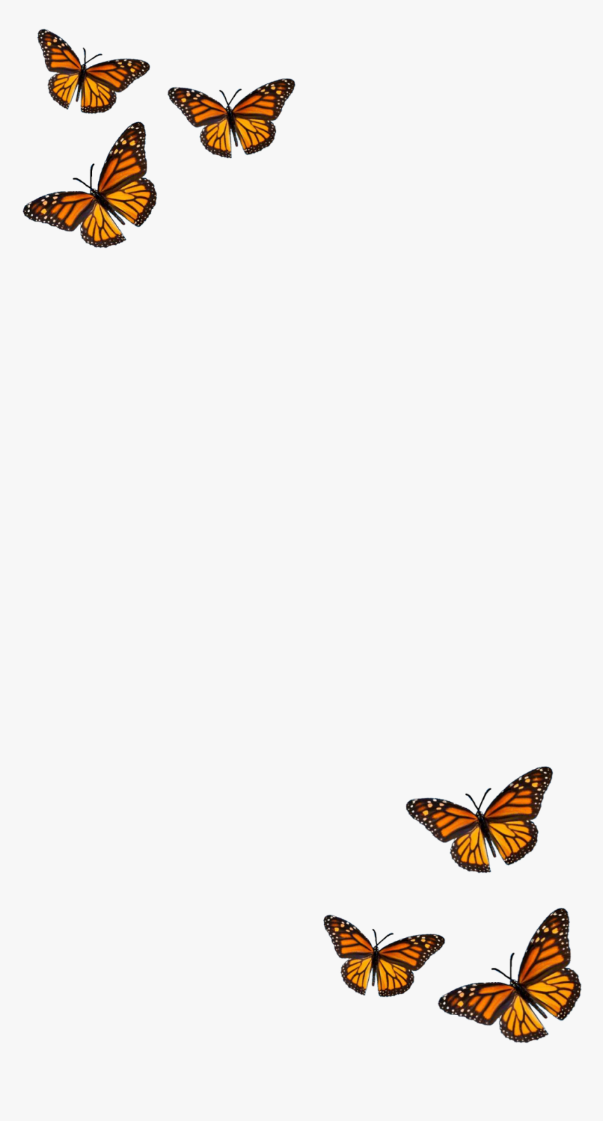 filter #butterfly #orange #black #aesthetic Butterfly
