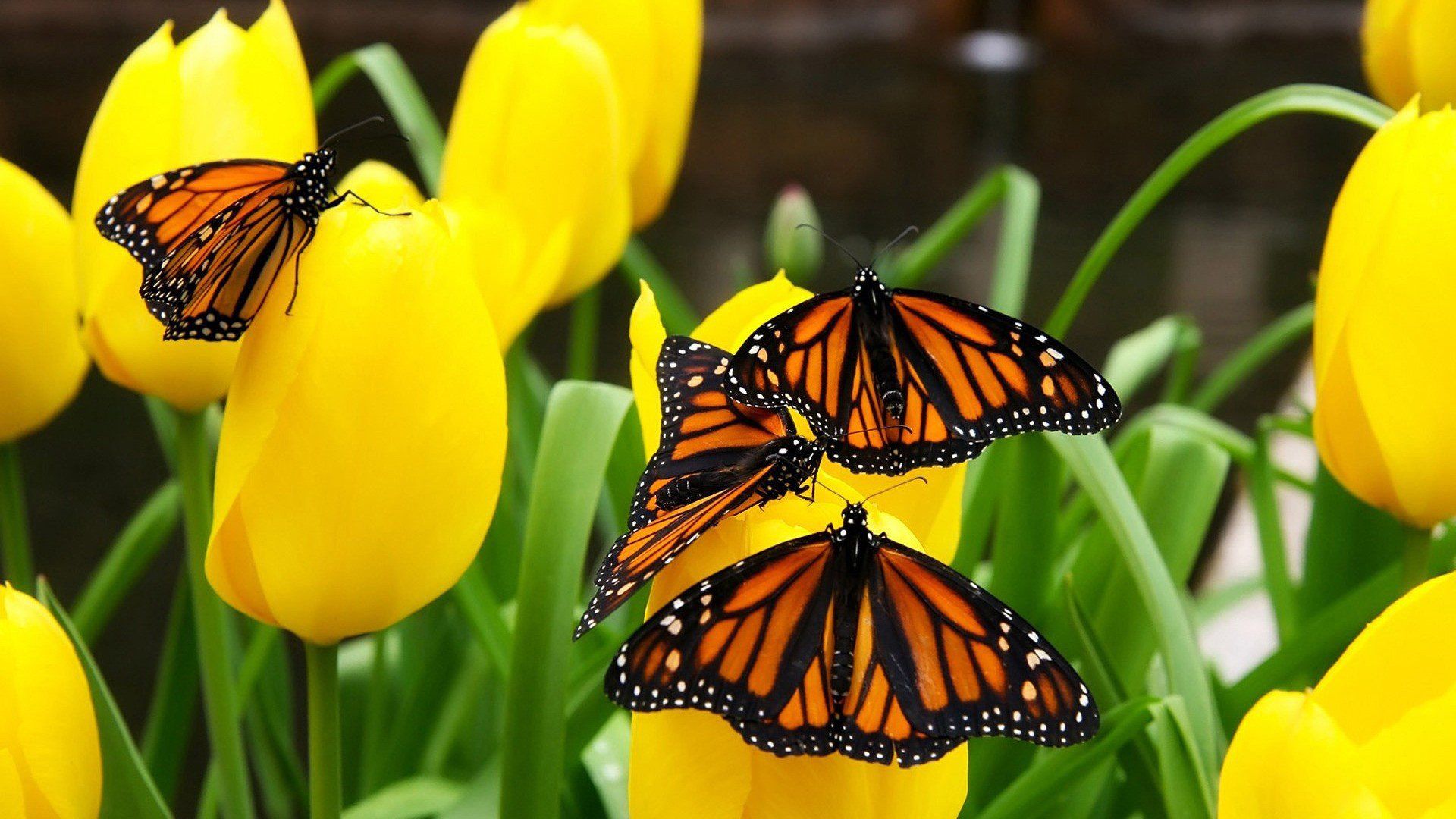 Butterfly Flowers Monarch Yellow Insects Original Image Butterfly Desktop Background Wallpaper & Background Download