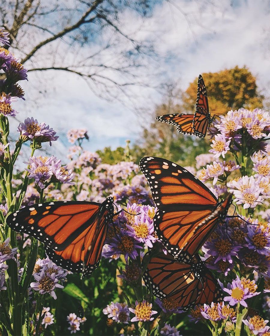 Monarch Butterflies + Best of the Week (Design*Sponge). Nature