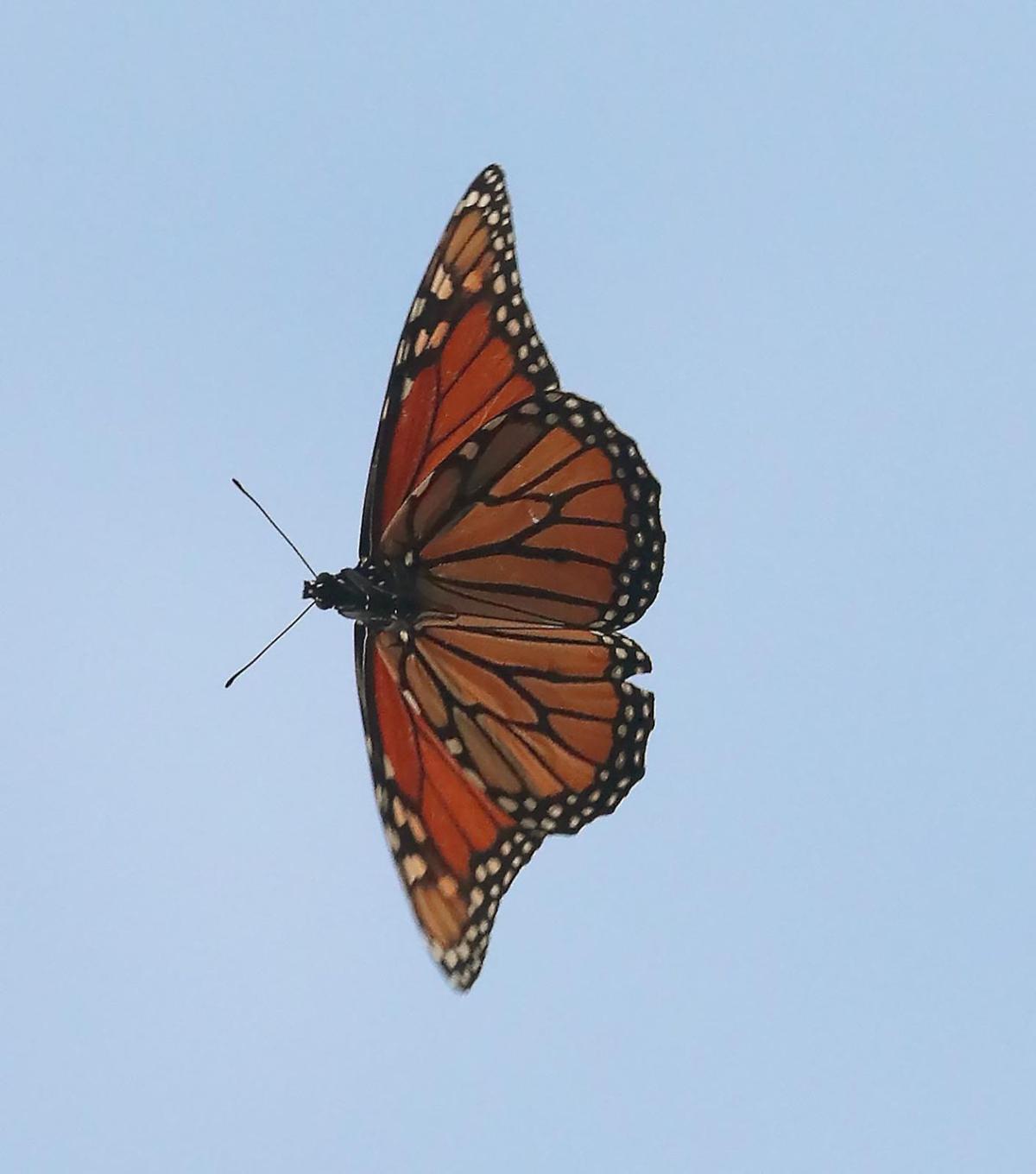 Western monarch butterfly numbers continue to decline. News