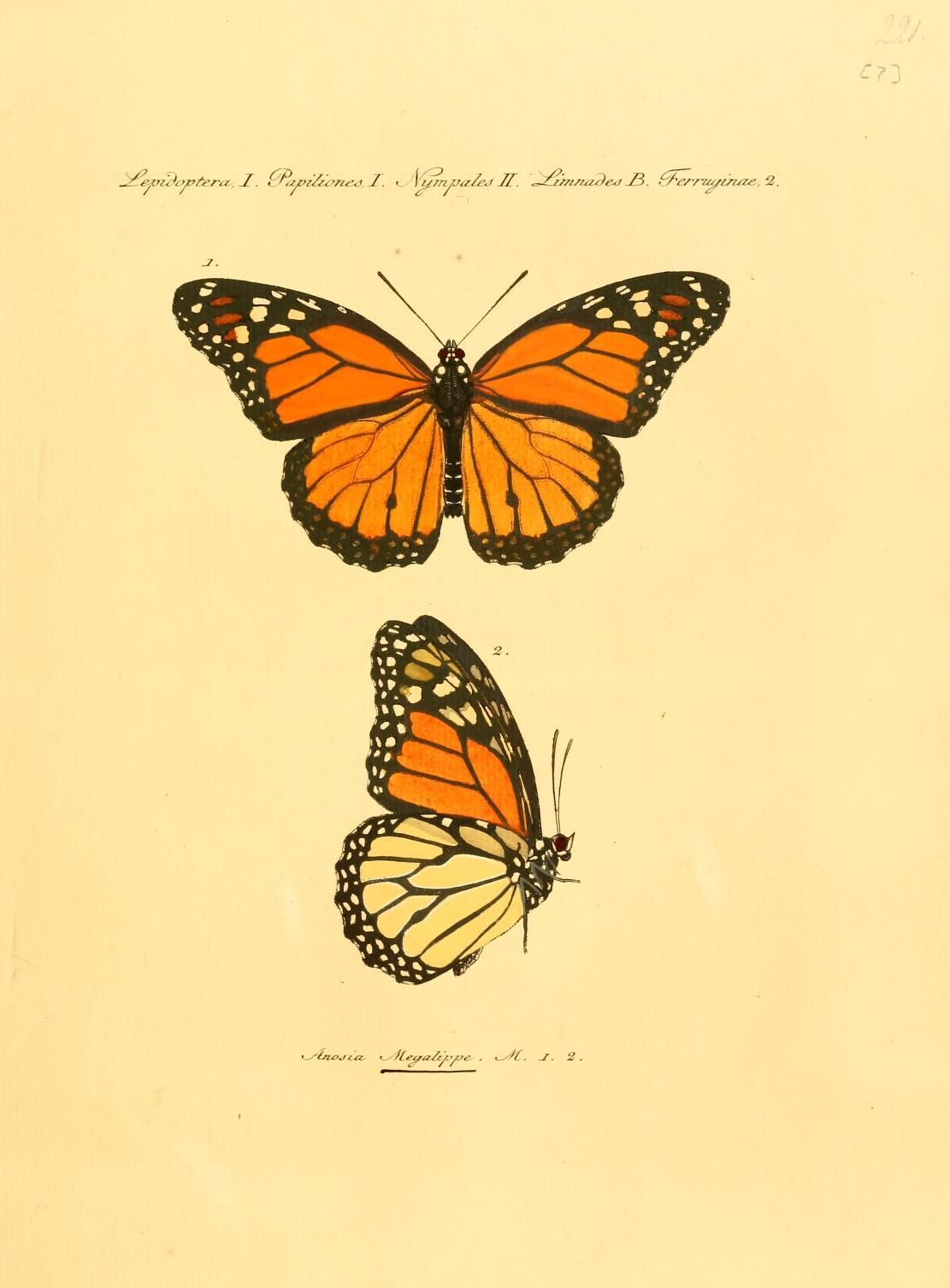 Anosia Megalippe, ” Jacob Hubner, 1821. Butterfly art painting