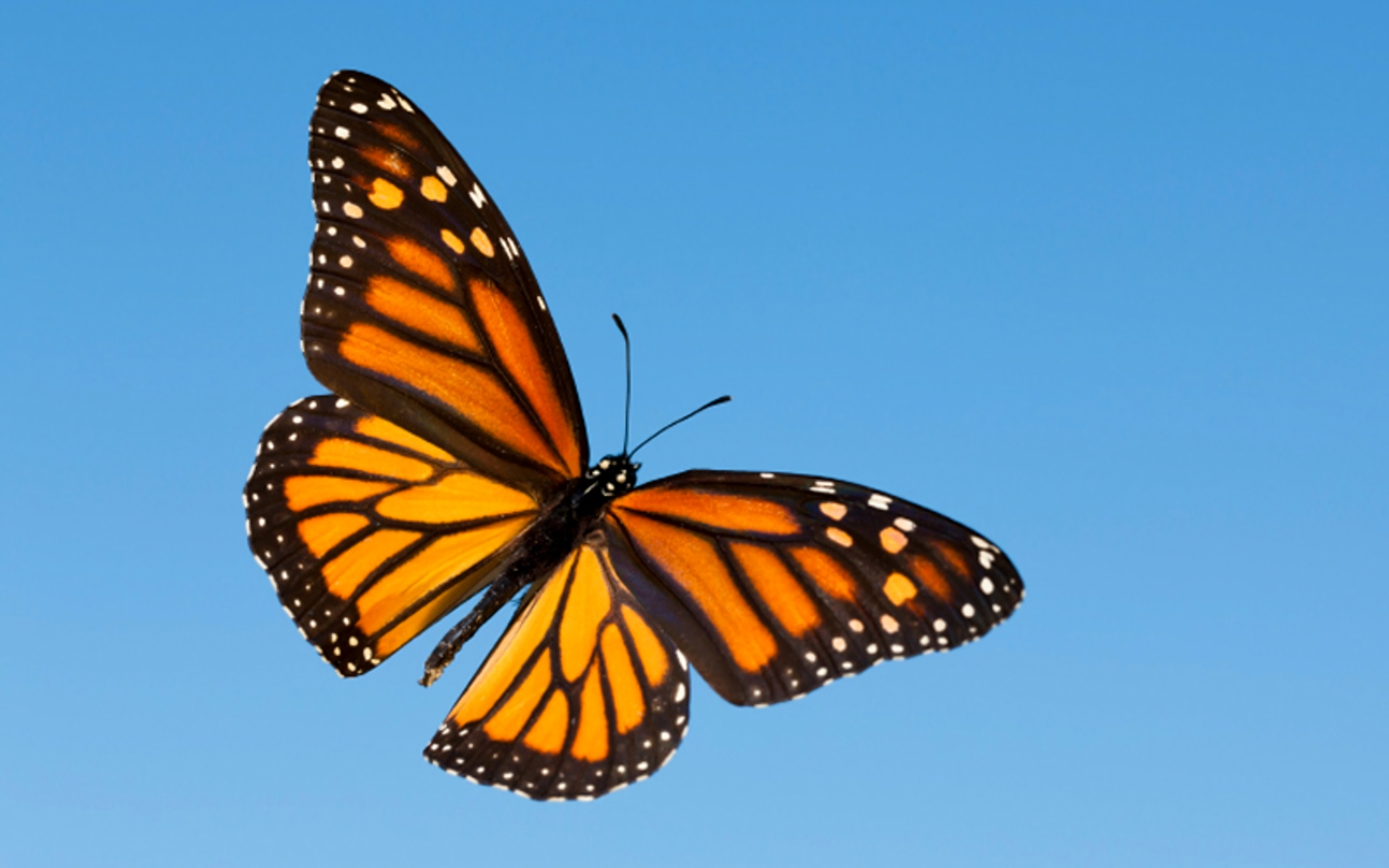 Monarch Butterfly HD Wallpaper and Background Image