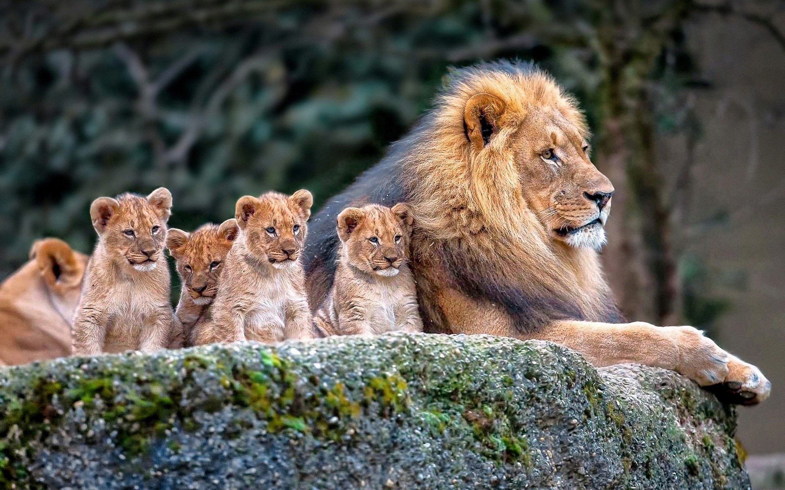 Lion Baby Wallpapers - Wallpaper Cave