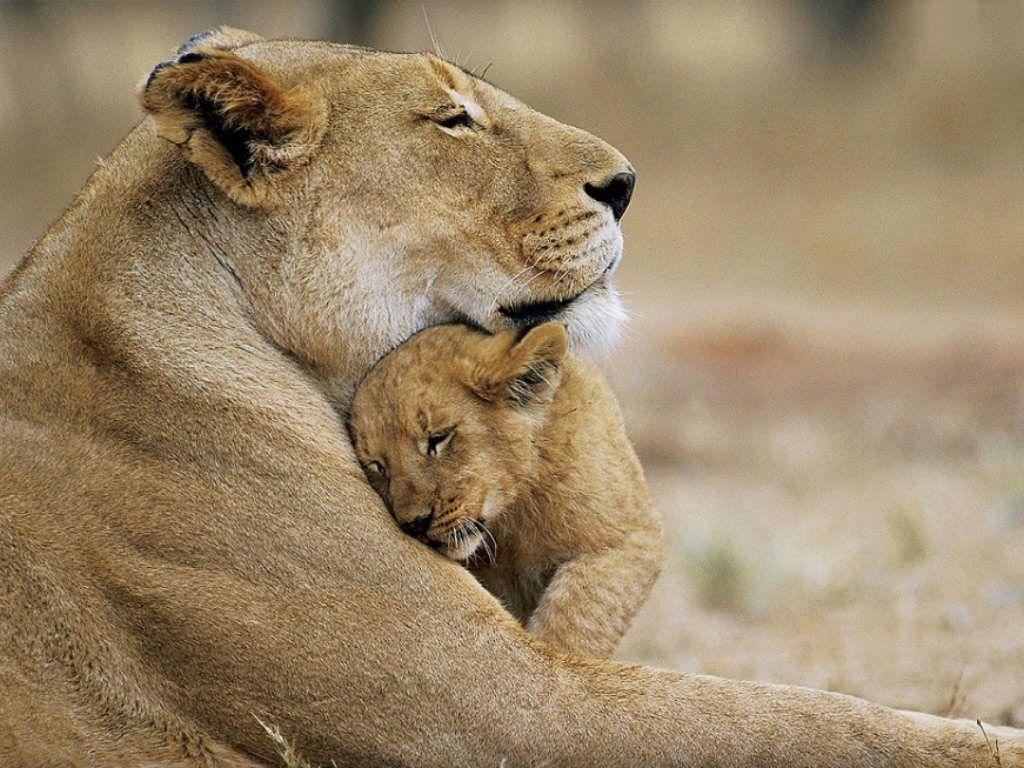 Baby Lion Wallpaper Free Baby Lion Background